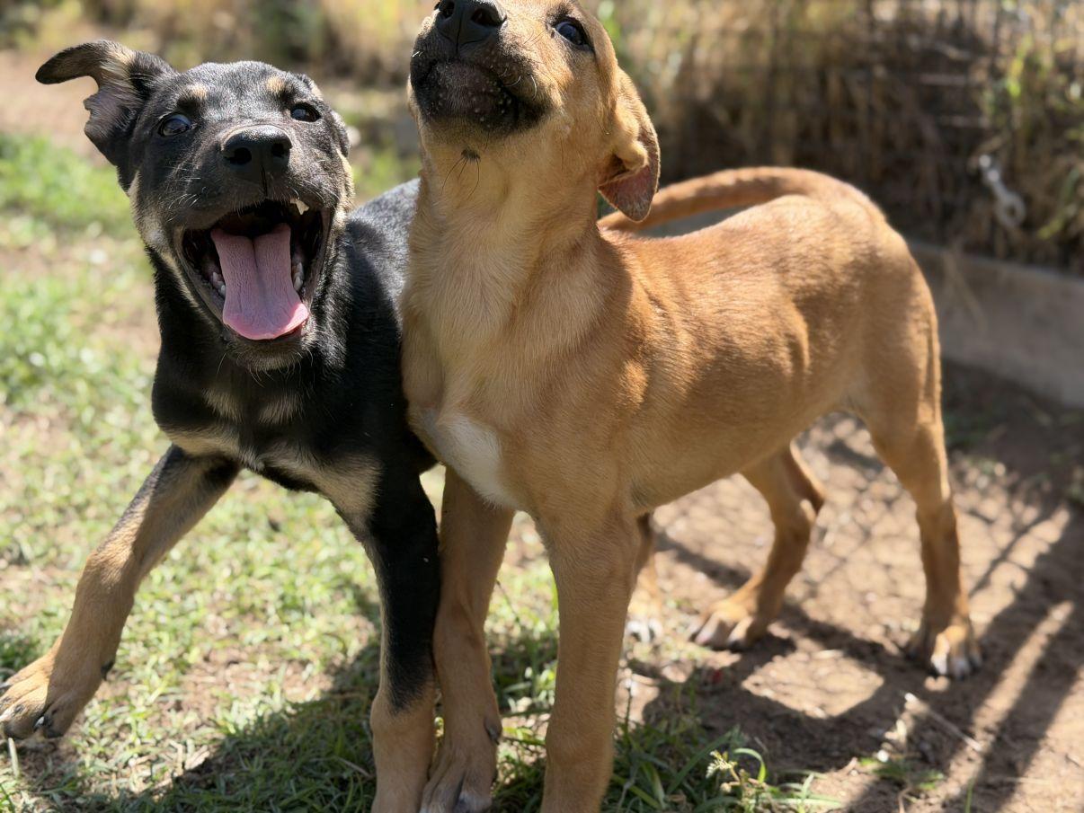 Enlarge Buzz and Woody, a Adoptable mixed breed in El Paso, TX image 6/6