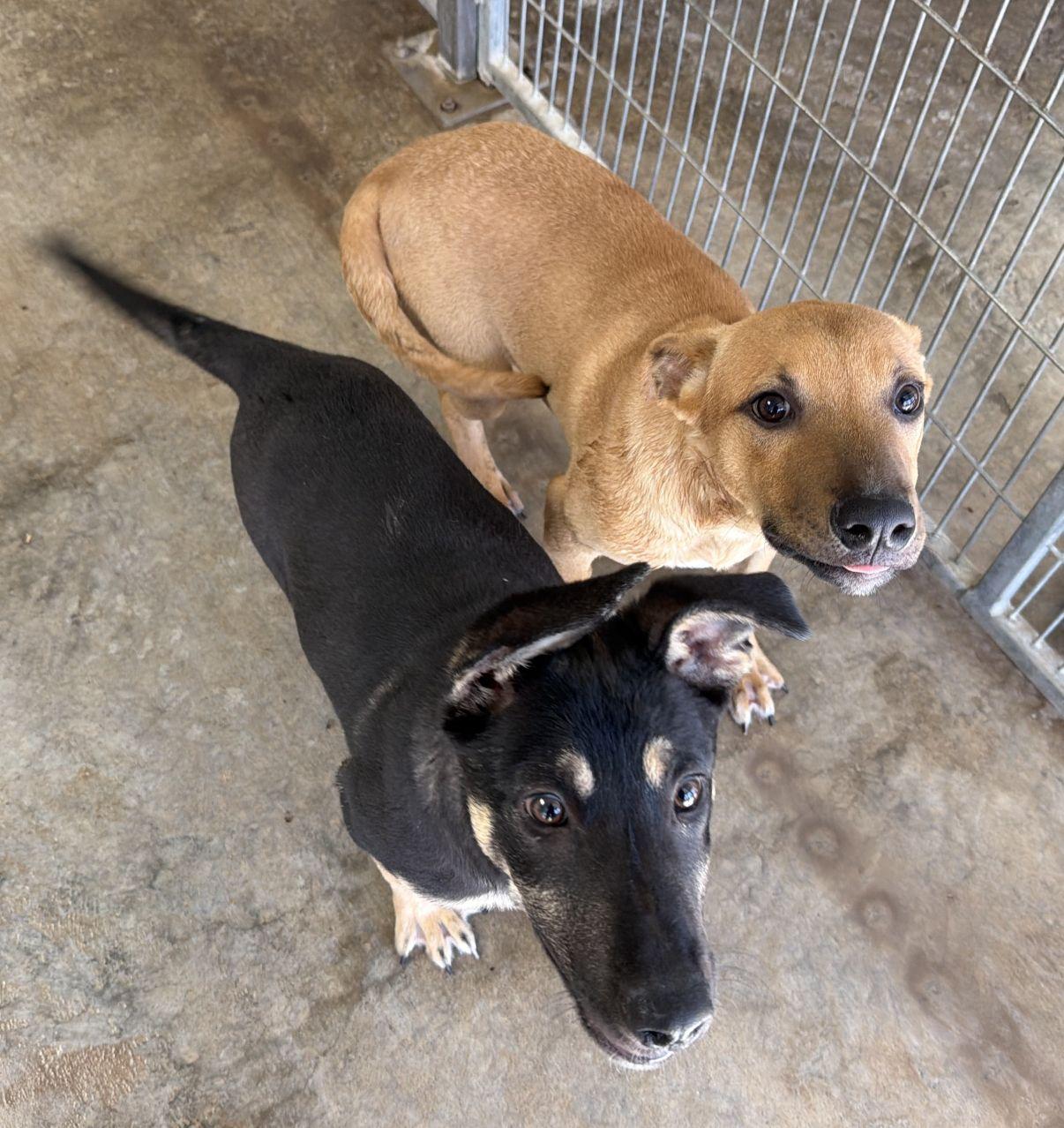 Enlarge Buzz and Woody, a Adoptable mixed breed in El Paso, TX image 2/6