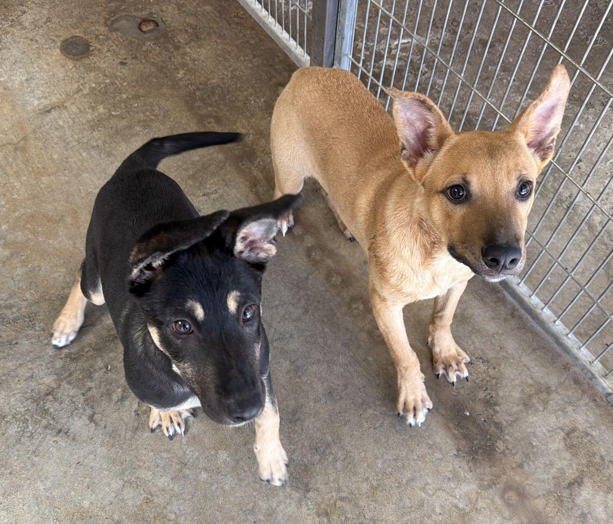 Enlarge Buzz and Woody, a Adoptable mixed breed in El Paso, TX image 1/6