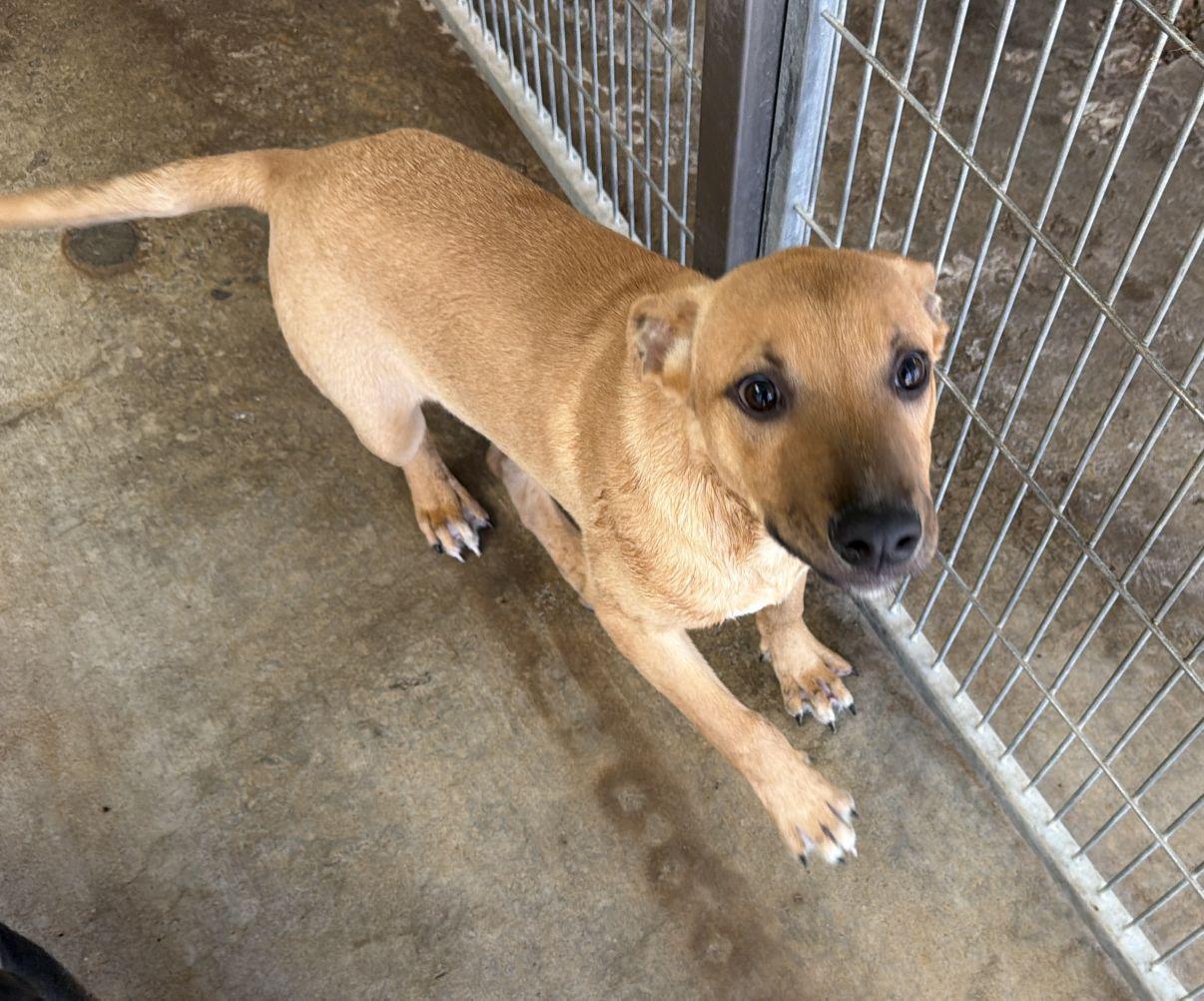 Enlarge Buzz and Woody, a Adoptable mixed breed in El Paso, TX image 5/6