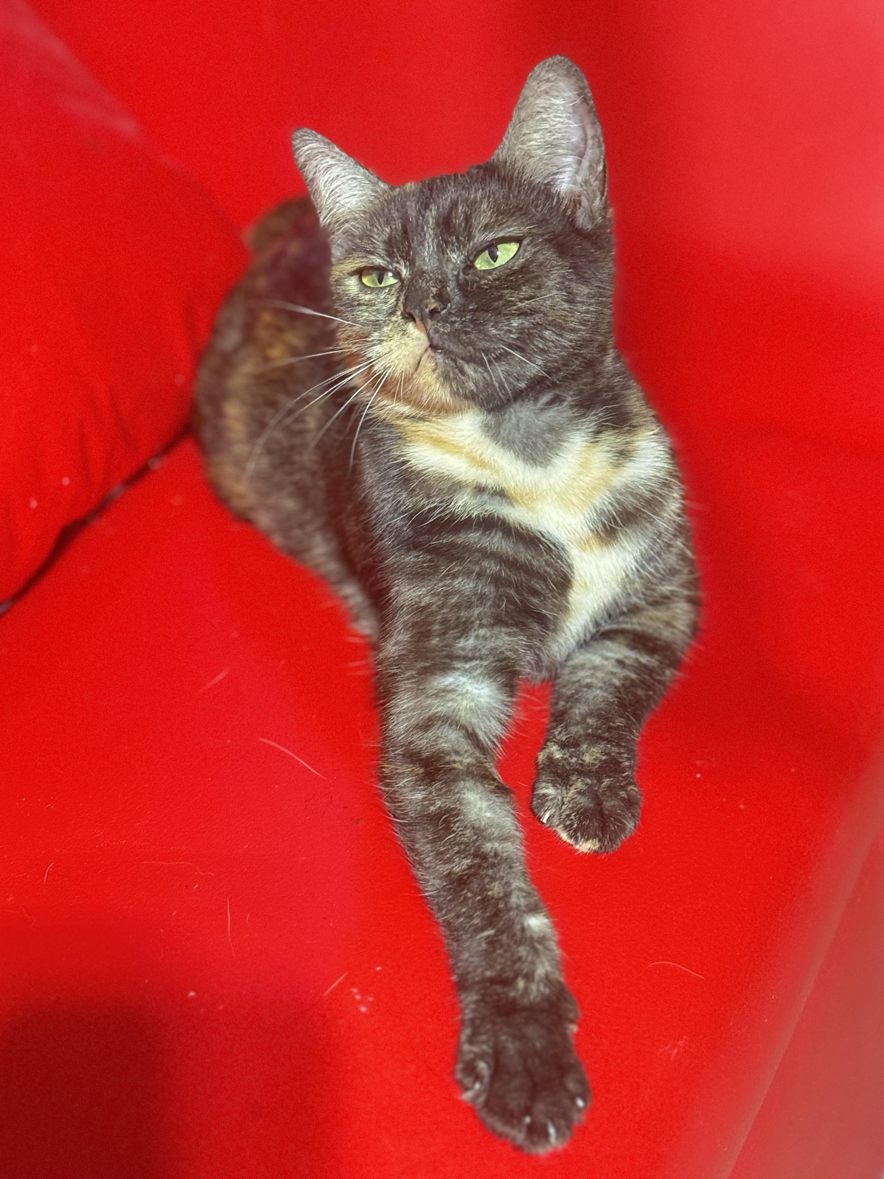 Enlarge Raven, a Adoptable mixed breed in largo, FL image 1/1