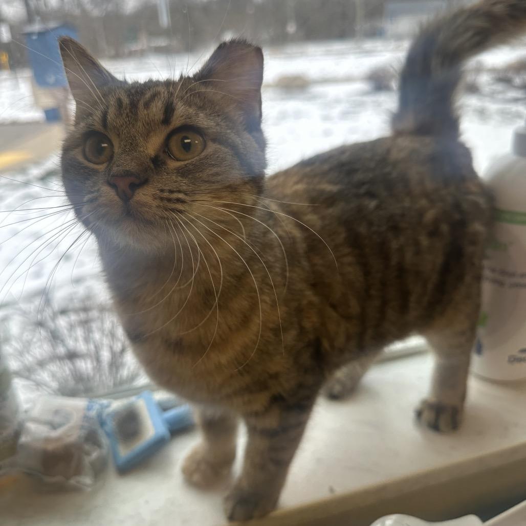 Octavia, Adoptable, Young Female Domestic Short Hair.