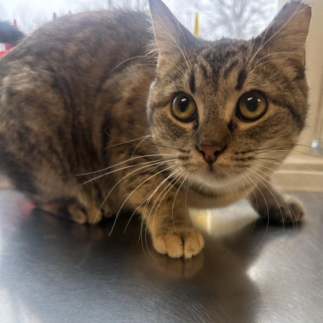 Octavia, a Adoptable Domestic Short Hair in Columbia Station, OH image 3/3