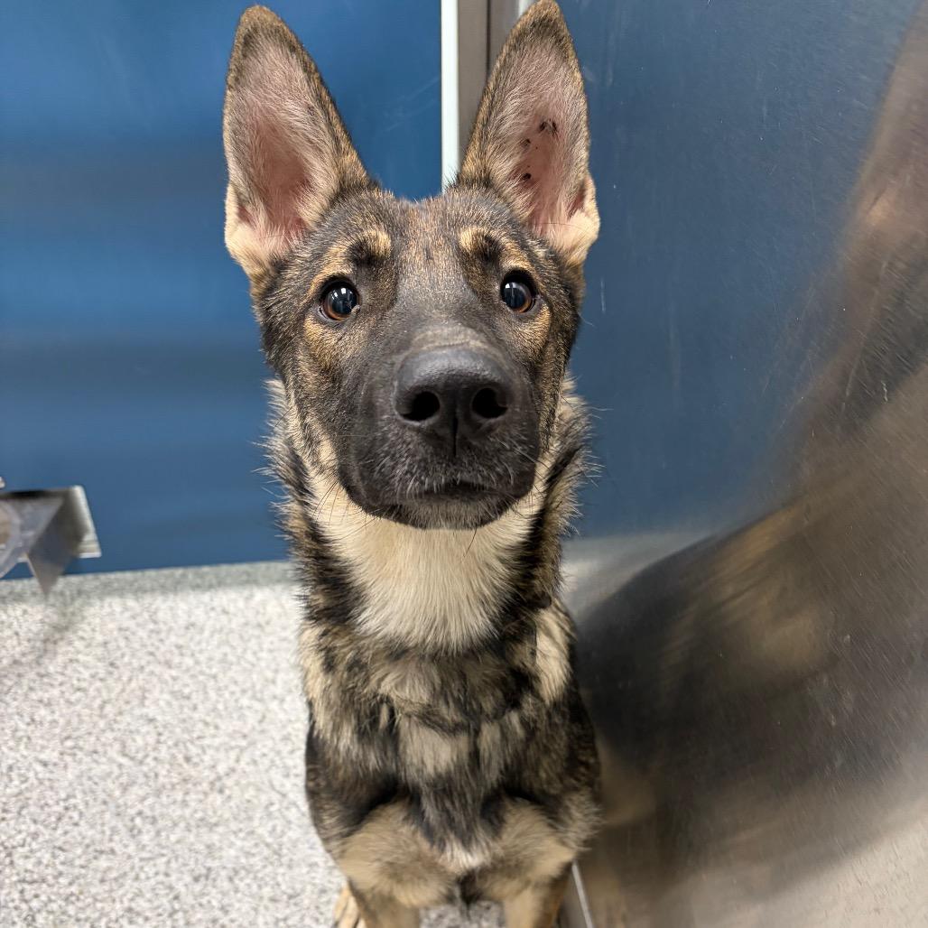 Enlarge Miss Moo, a Adoptable mixed breed in Saskatoon, SK image 1/3