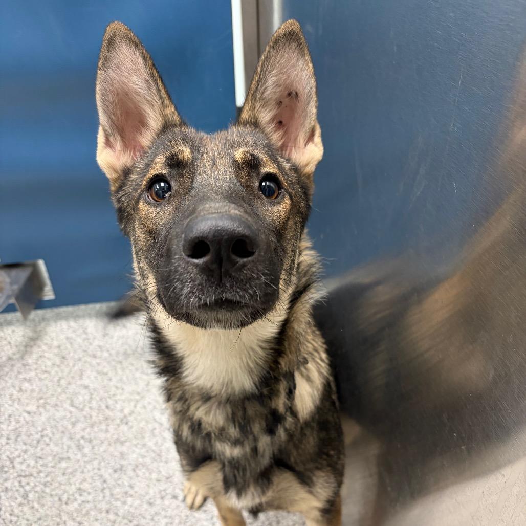 Enlarge Miss Moo, a Adoptable mixed breed in Saskatoon, SK image 2/3