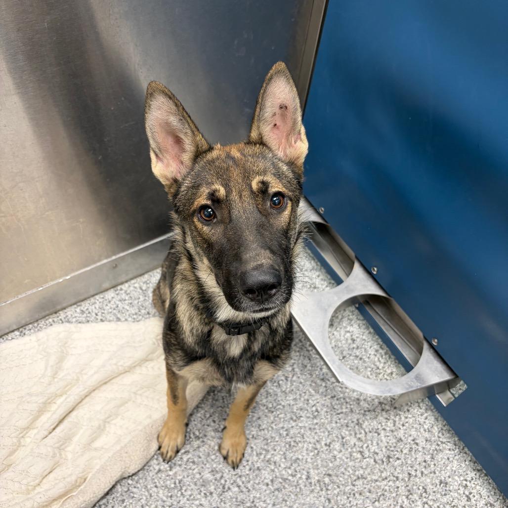 Enlarge Miss Moo, a Adoptable mixed breed in Saskatoon, SK image 3/3