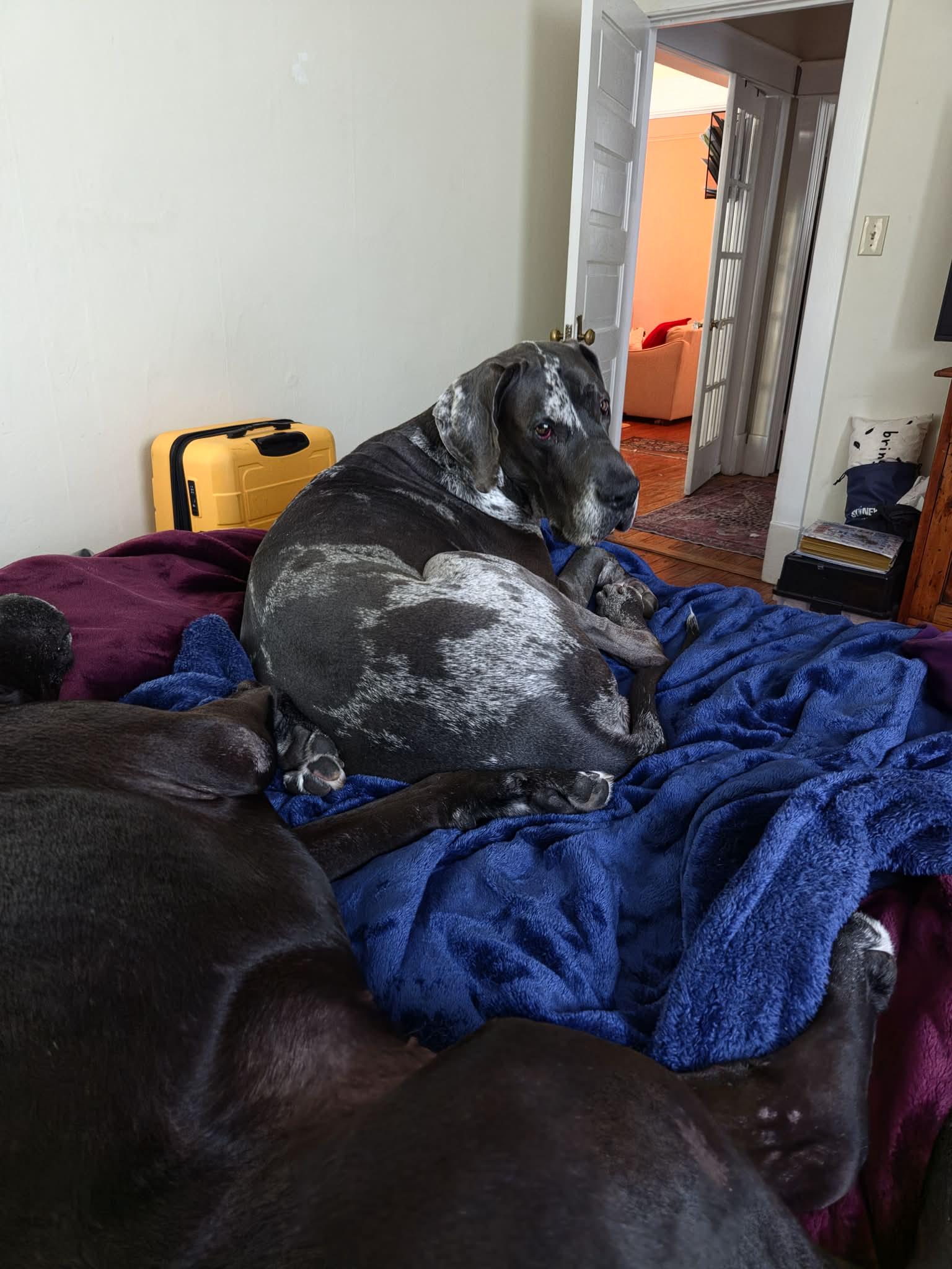 Axel, a ADOPTABLE Great Dane in Pensacola, FL image 4/6