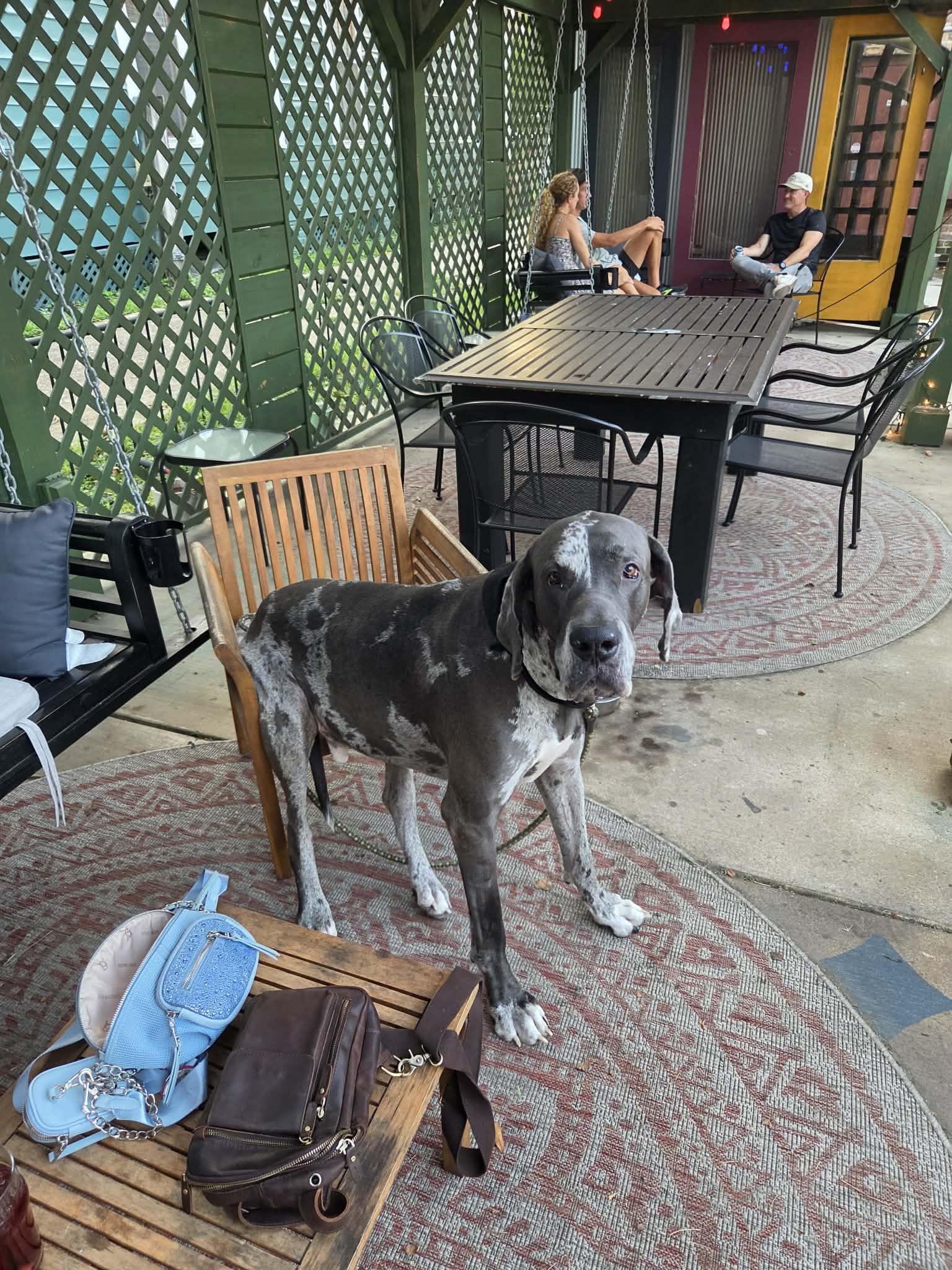 Axel, ADOPTABLE, Adult Male Great Dane.
