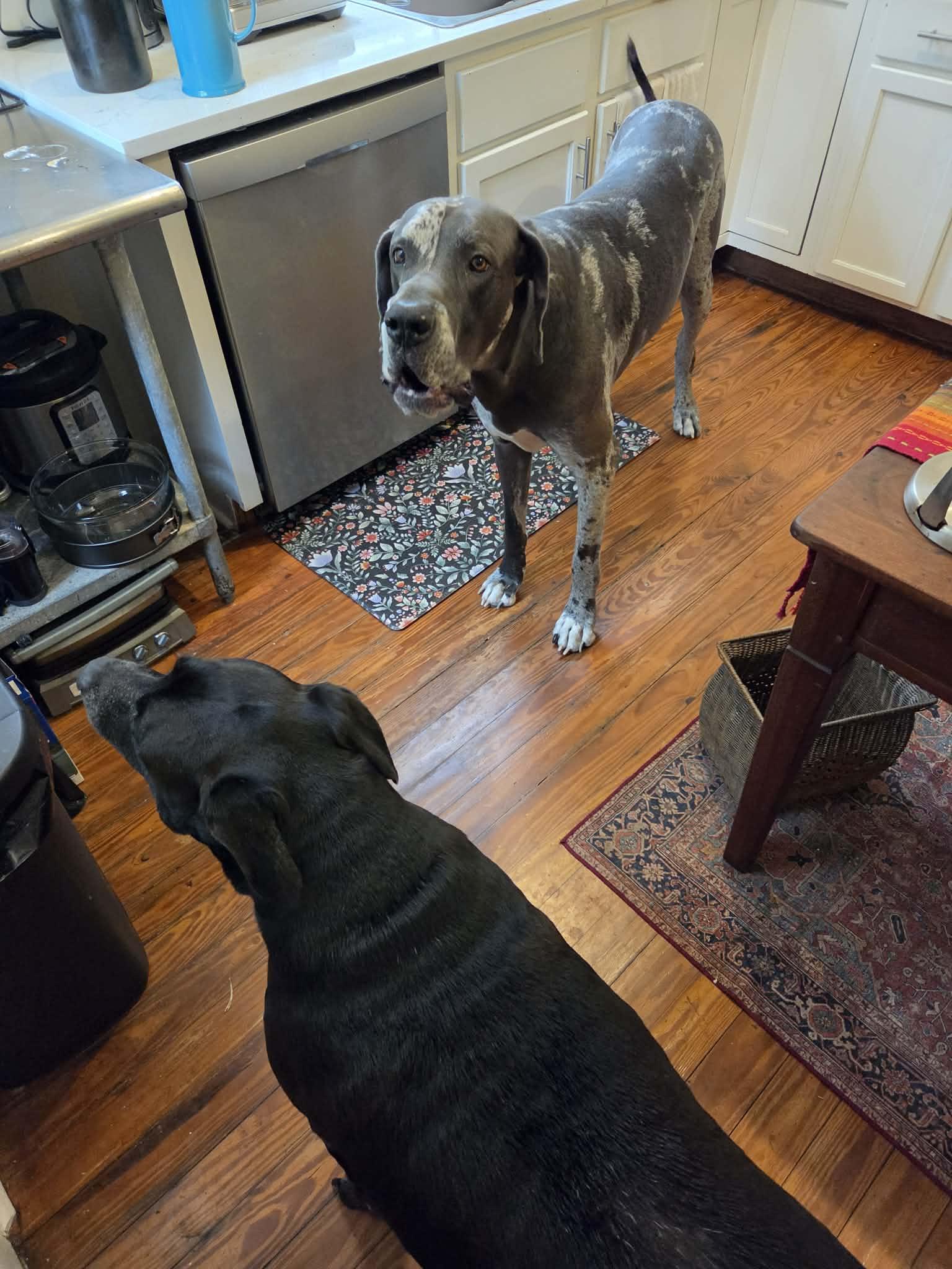 Axel, a ADOPTABLE Great Dane in Pensacola, FL image 3/6