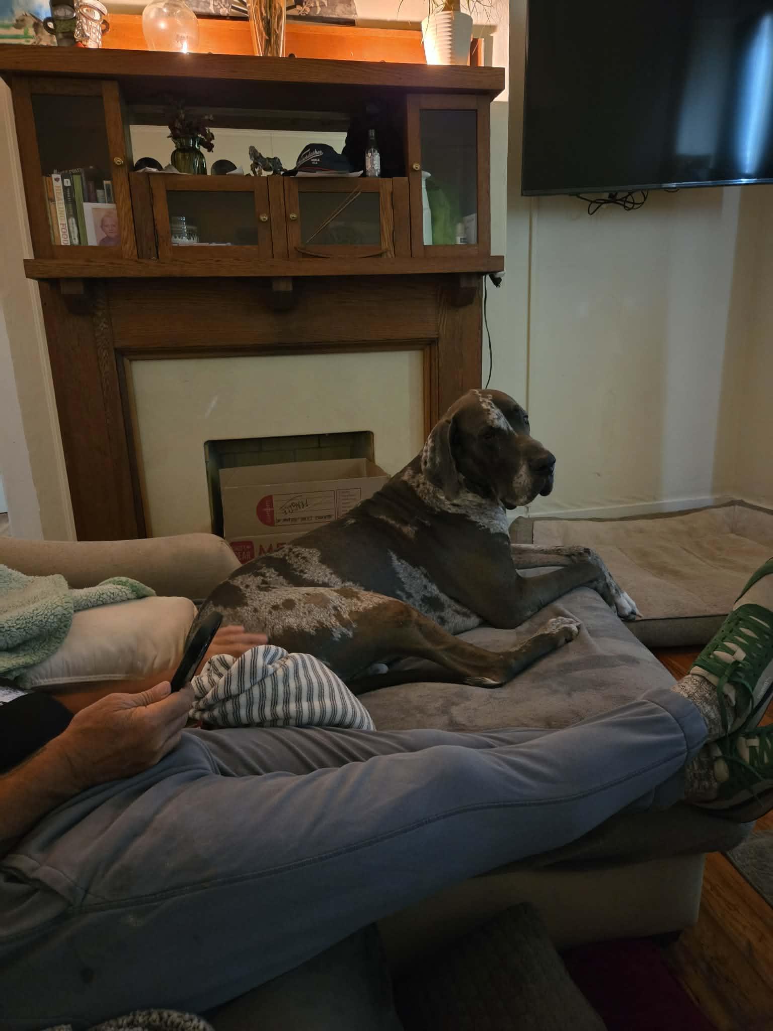 Axel, a ADOPTABLE Great Dane in Pensacola, FL image 2/6