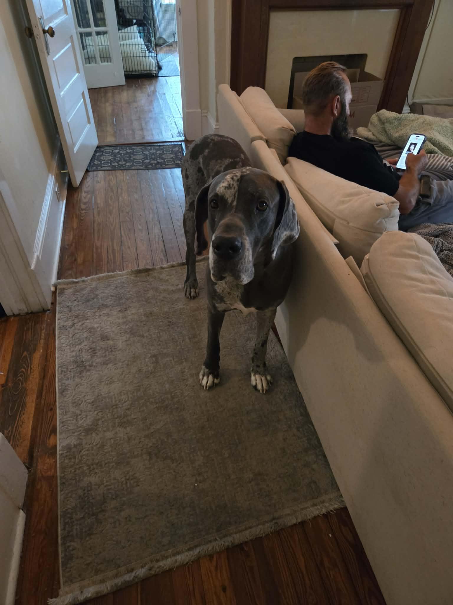 Axel, a ADOPTABLE Great Dane in Pensacola, FL image 6/6