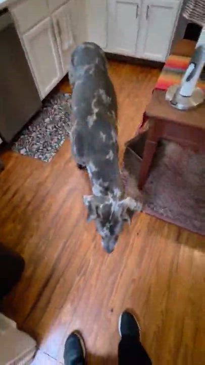 Enlarge Axel, a ADOPTABLE Great Dane in Pensacola, FL video 5/6