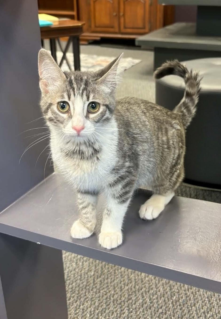Enlarge Olivia Pierce, a Adoptable Domestic Short Hair in New Baltimore, MI image 1/4