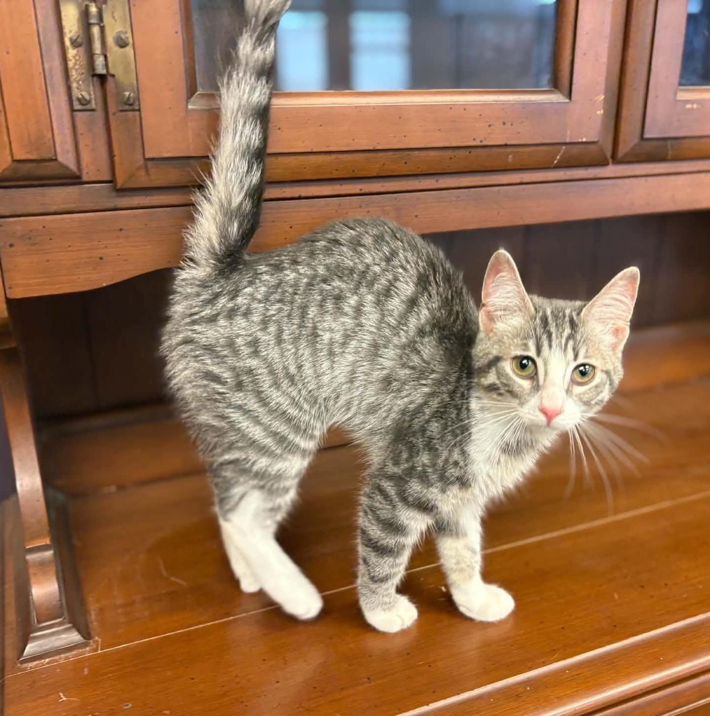 Enlarge Olivia Pierce, a Adoptable Domestic Short Hair in New Baltimore, MI image 2/4