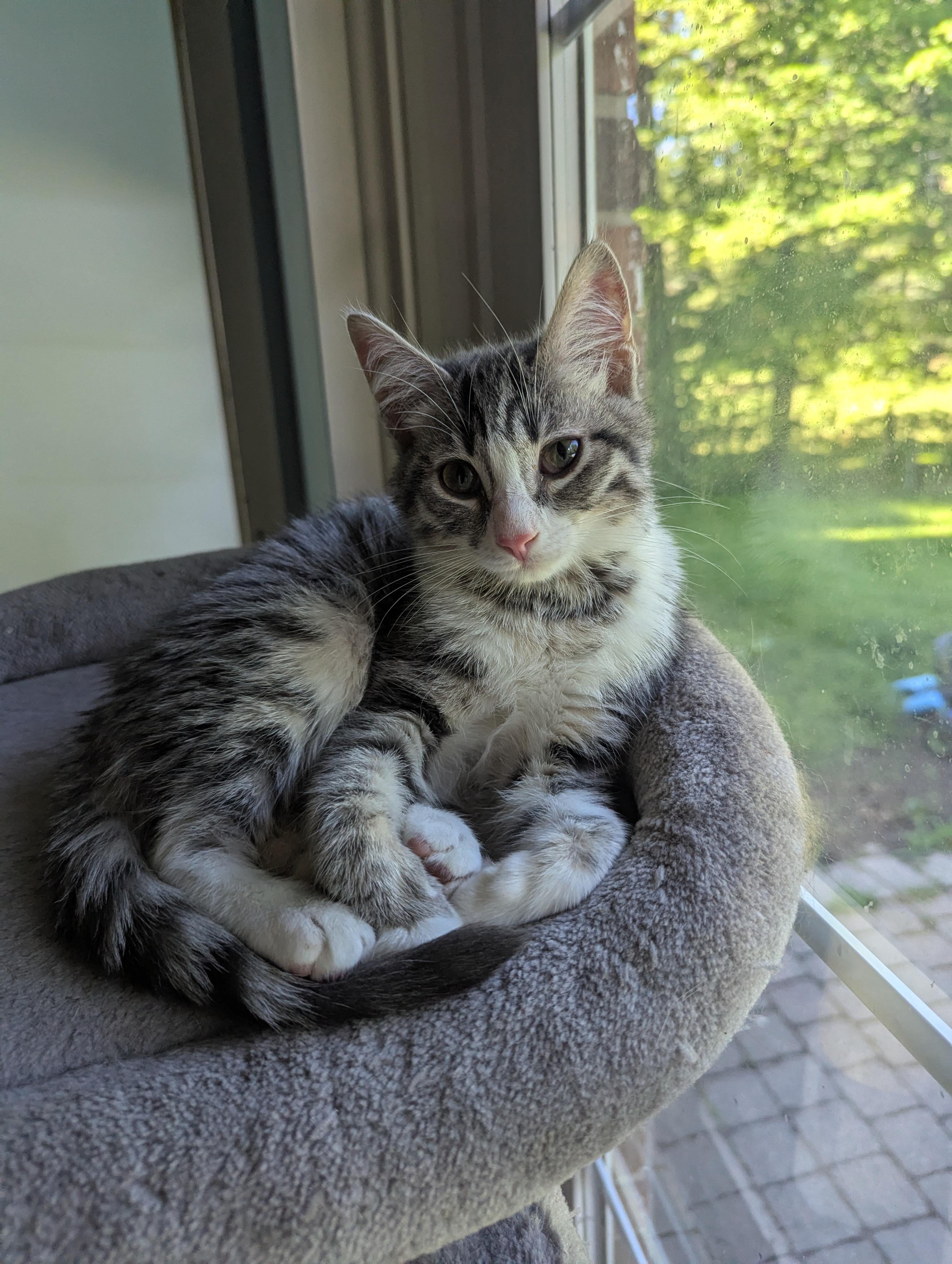 Enlarge Olivia Pierce, a Adoptable Domestic Short Hair in New Baltimore, MI image 1/2