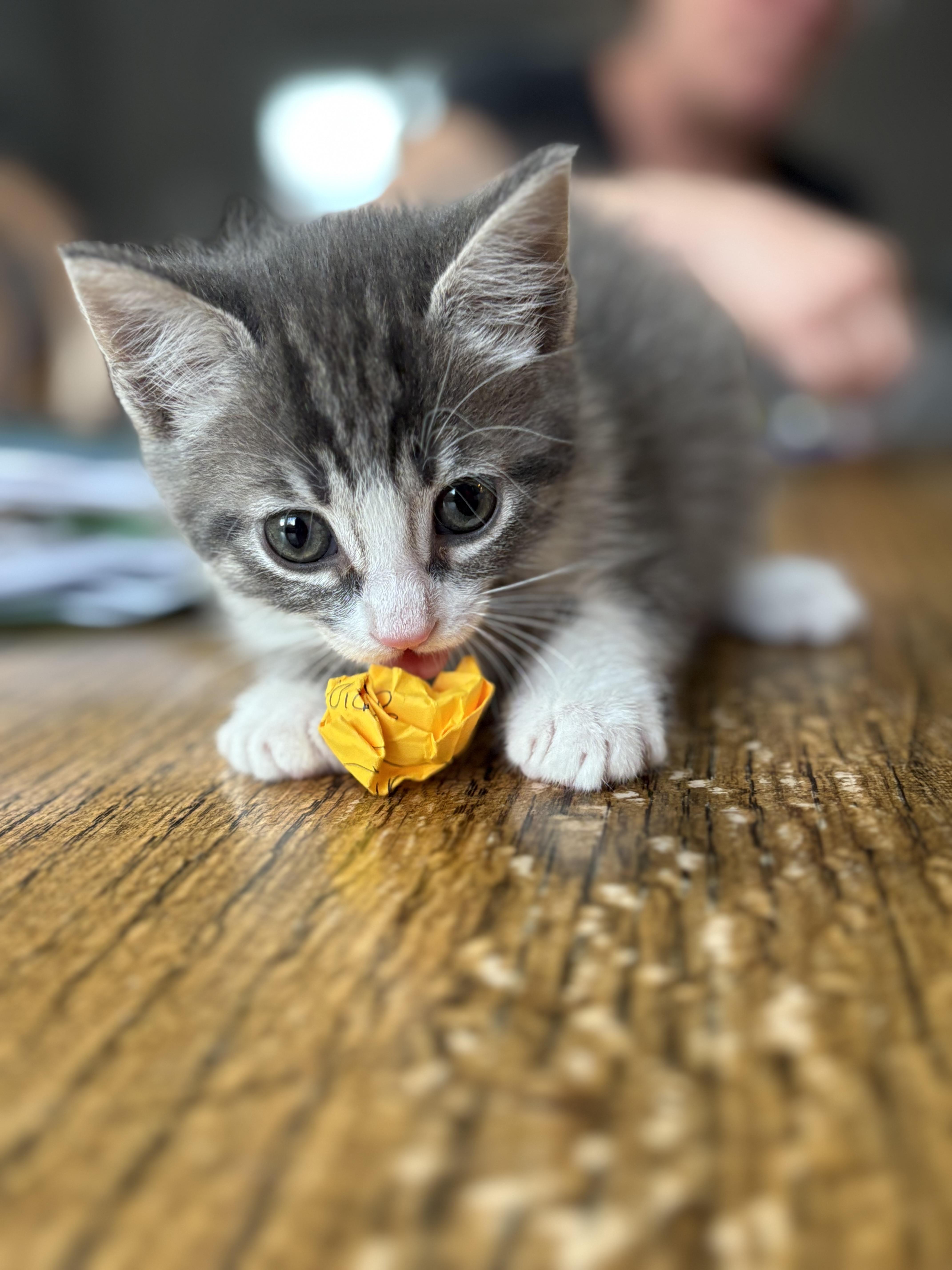 Enlarge Olivia Pierce, a Adoptable Domestic Short Hair in New Baltimore, MI image 2/2