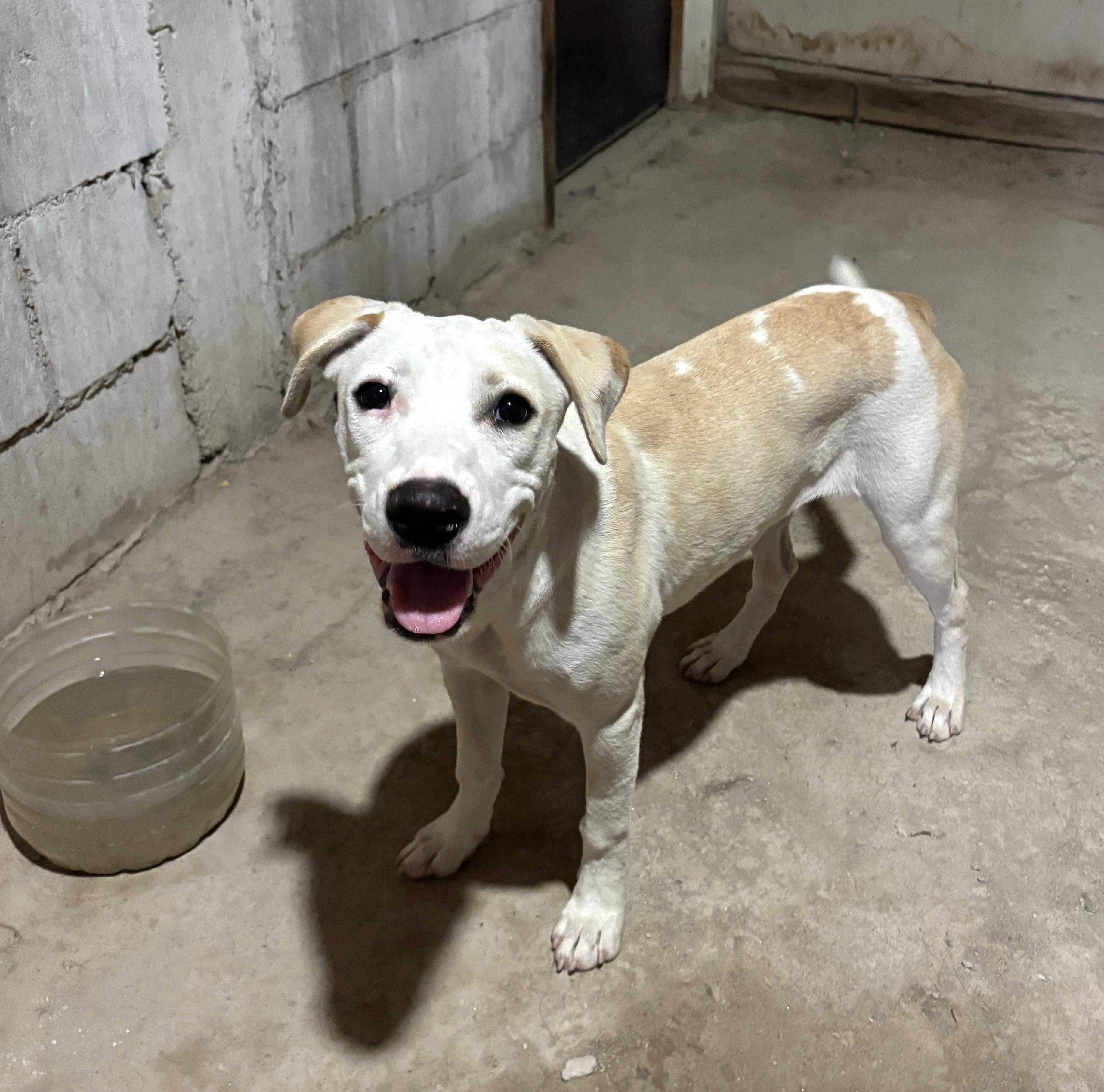 Princesa (19) — thumbnail 4