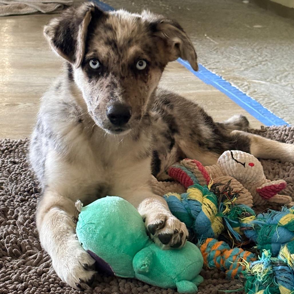 Enlarge Dolly, a Adoptable mixed breed in Ada, MN image 2/6