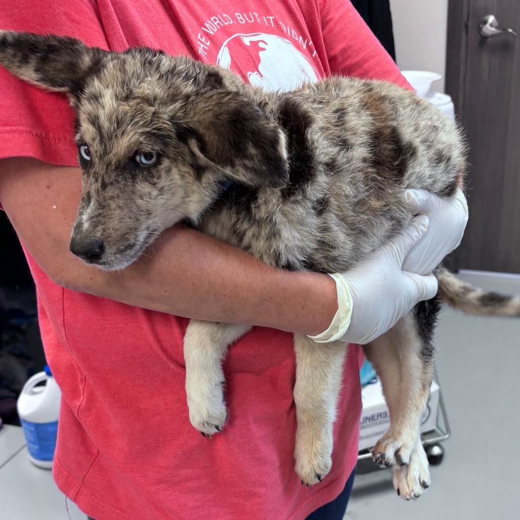Enlarge Dolly, a Adoptable mixed breed in Ada, MN image 3/6