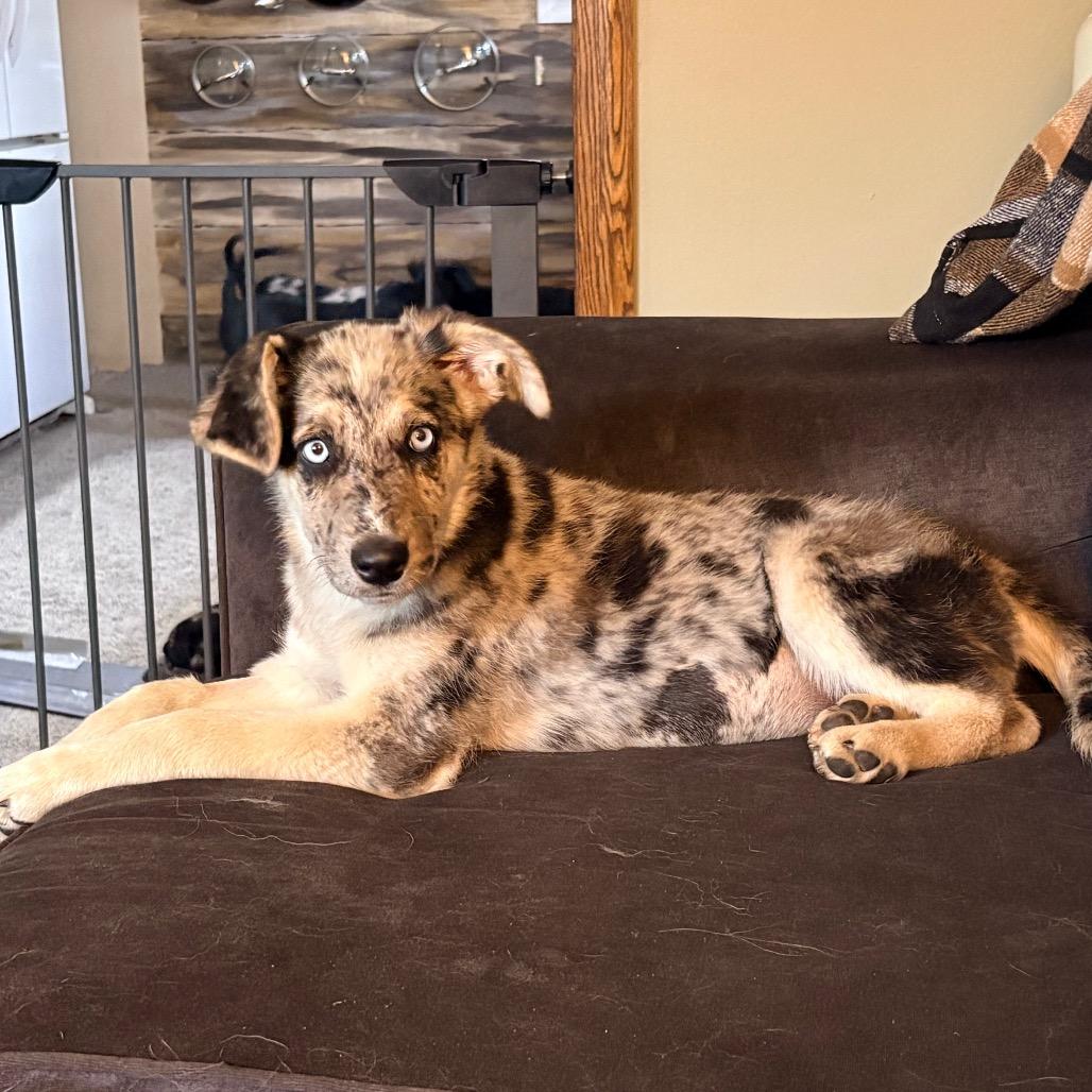 Enlarge Dolly, a Adoptable mixed breed in Ada, MN image 5/6