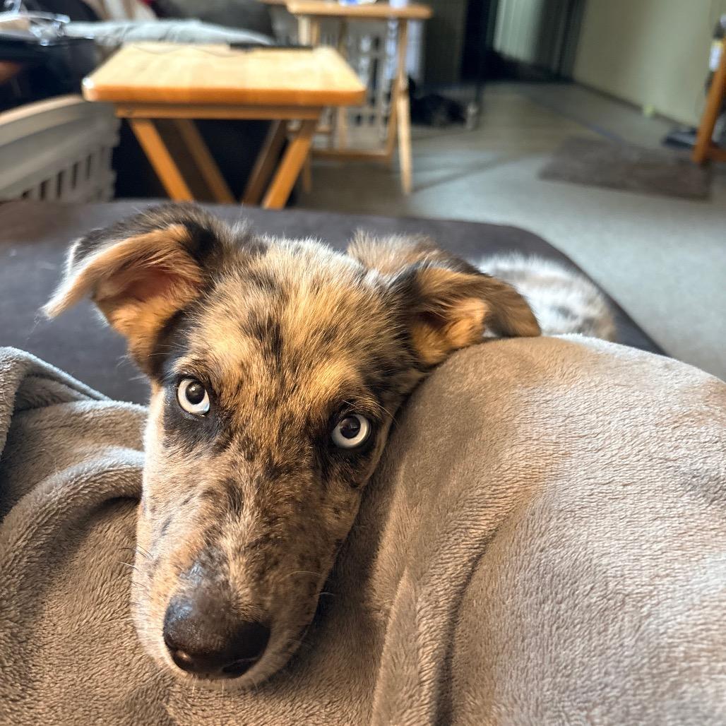 Enlarge Dolly, a Adoptable mixed breed in Ada, MN image 6/6