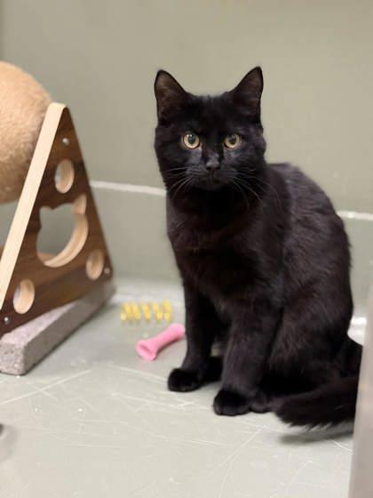 Checkers, Adoptable, Kitten Female Domestic Short Hair & Domestic Short Hair.