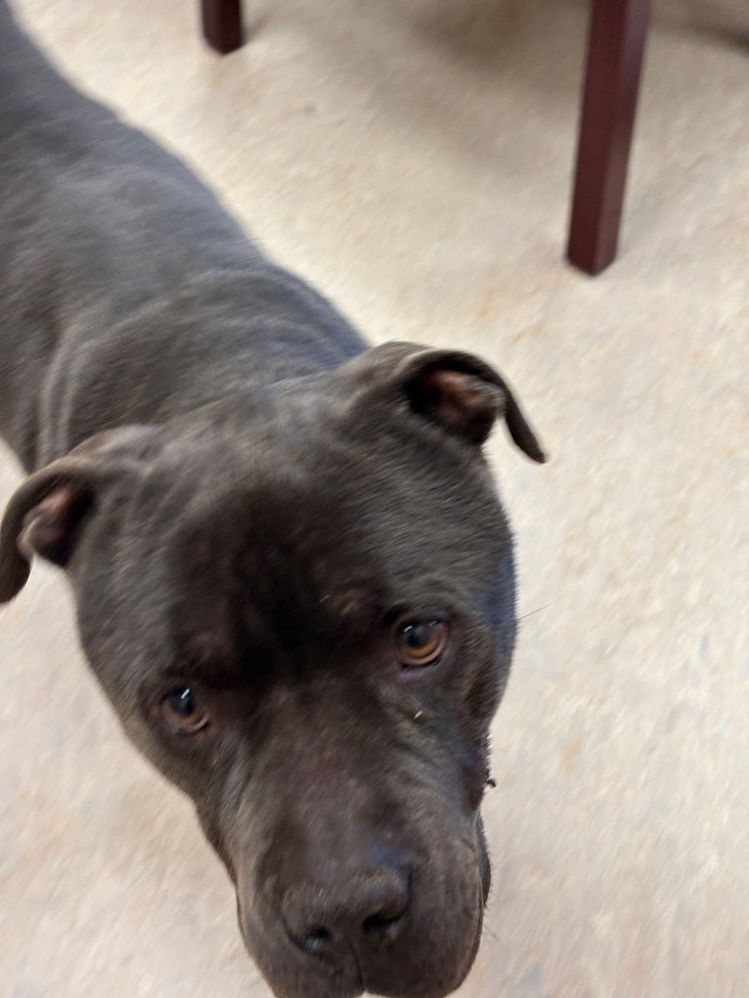 Enlarge Blue, an adopted American Bully in Cranston, RI image 3/4