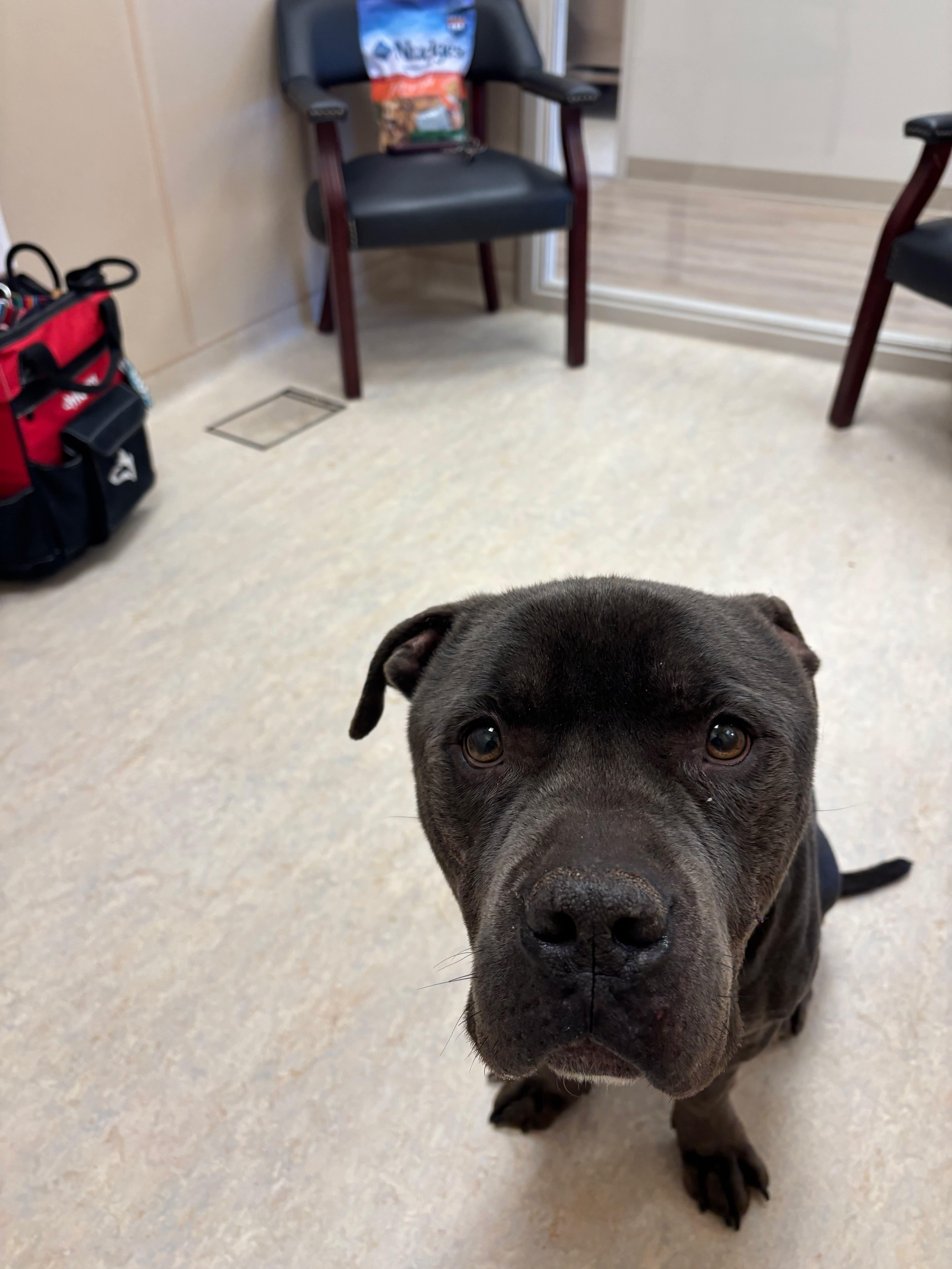 Enlarge Blue, an adopted American Bully in Cranston, RI image 4/4