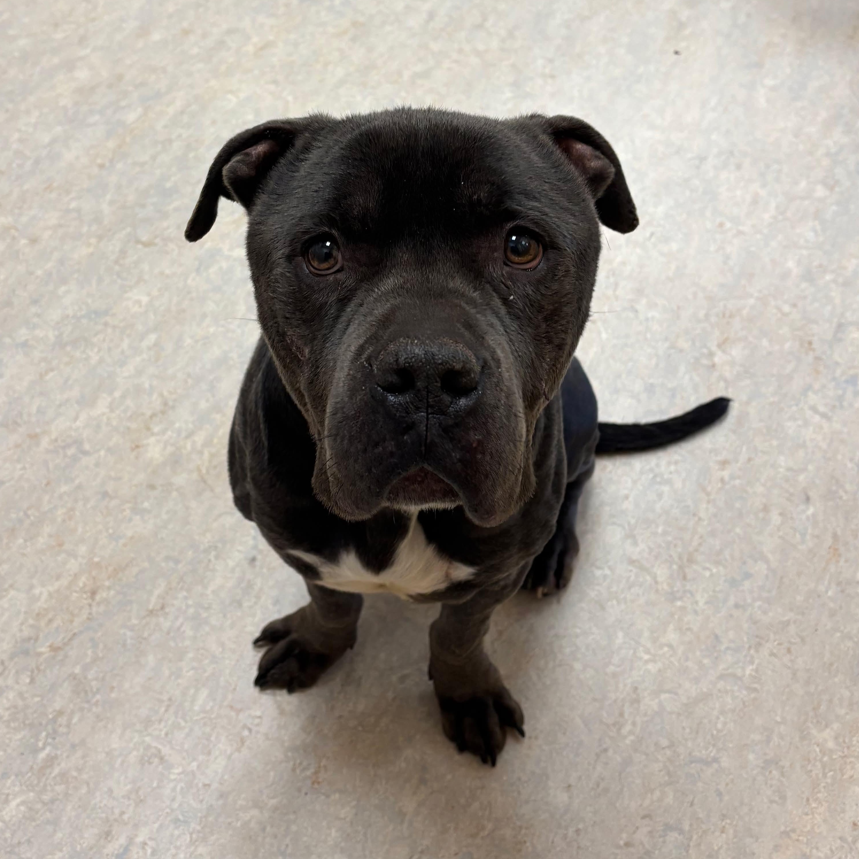 Enlarge Blue, an adopted American Bully in Cranston, RI image 1/4