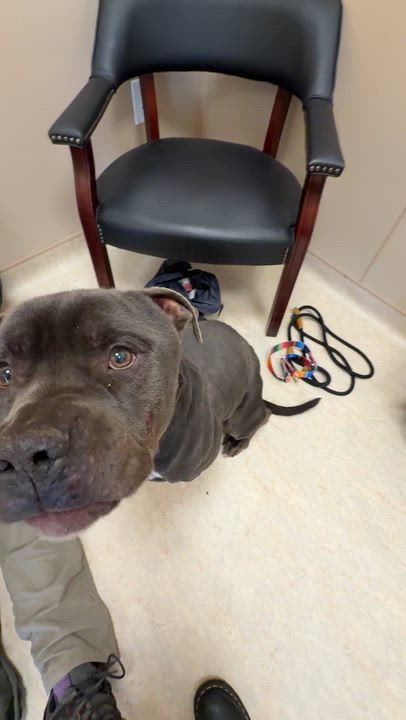 Enlarge Blue, an adopted American Bully in Cranston, RI video 2/4