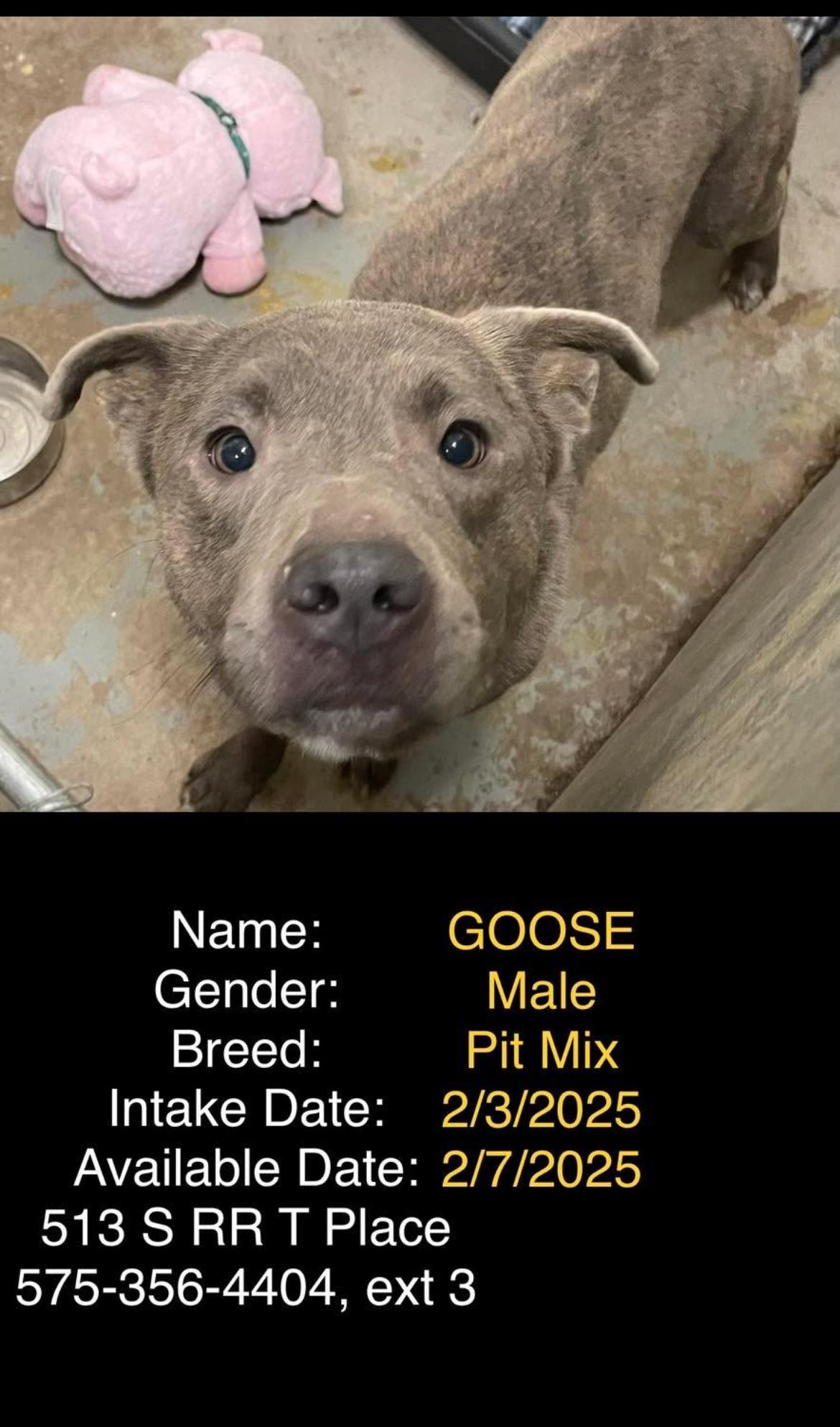 Goose, Adopted, Adult Male Pit Bull Terrier.