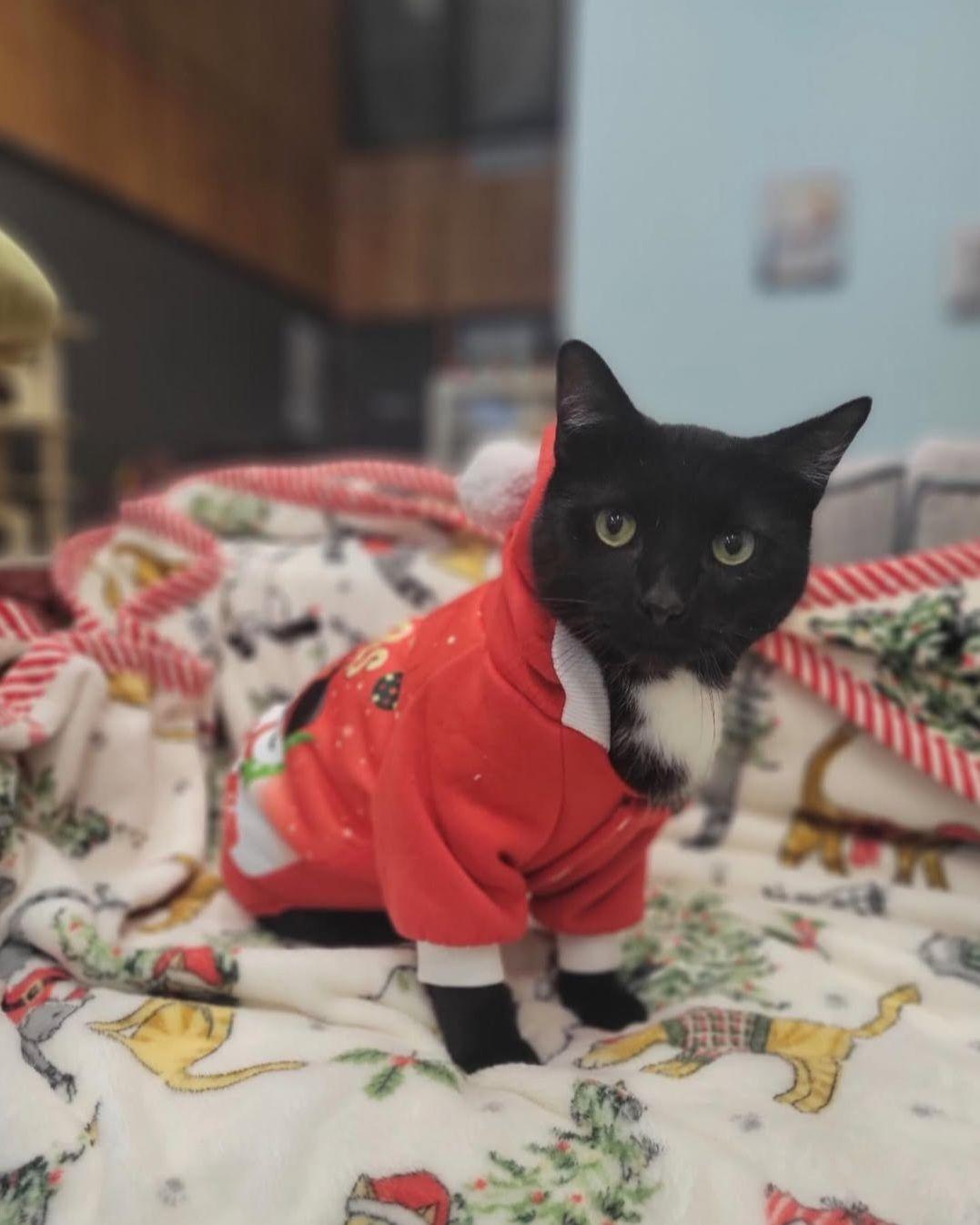 O'Hare, Adoptable, Young Male Domestic Short Hair.