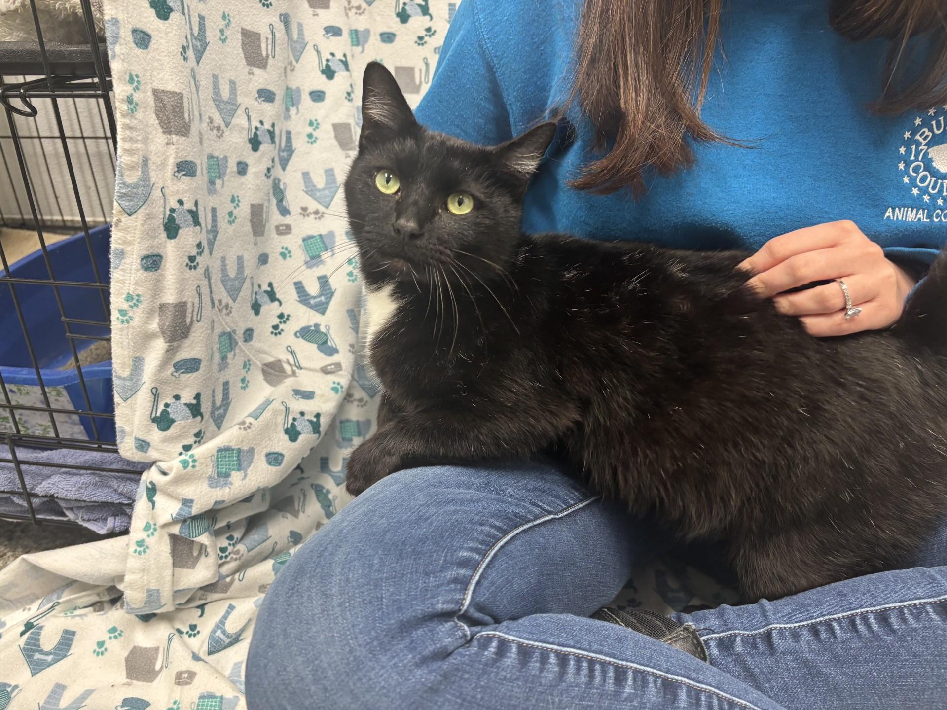 Enlarge O'Hare, a Adoptable mixed breed in Shepherdsville, KY image 2/4