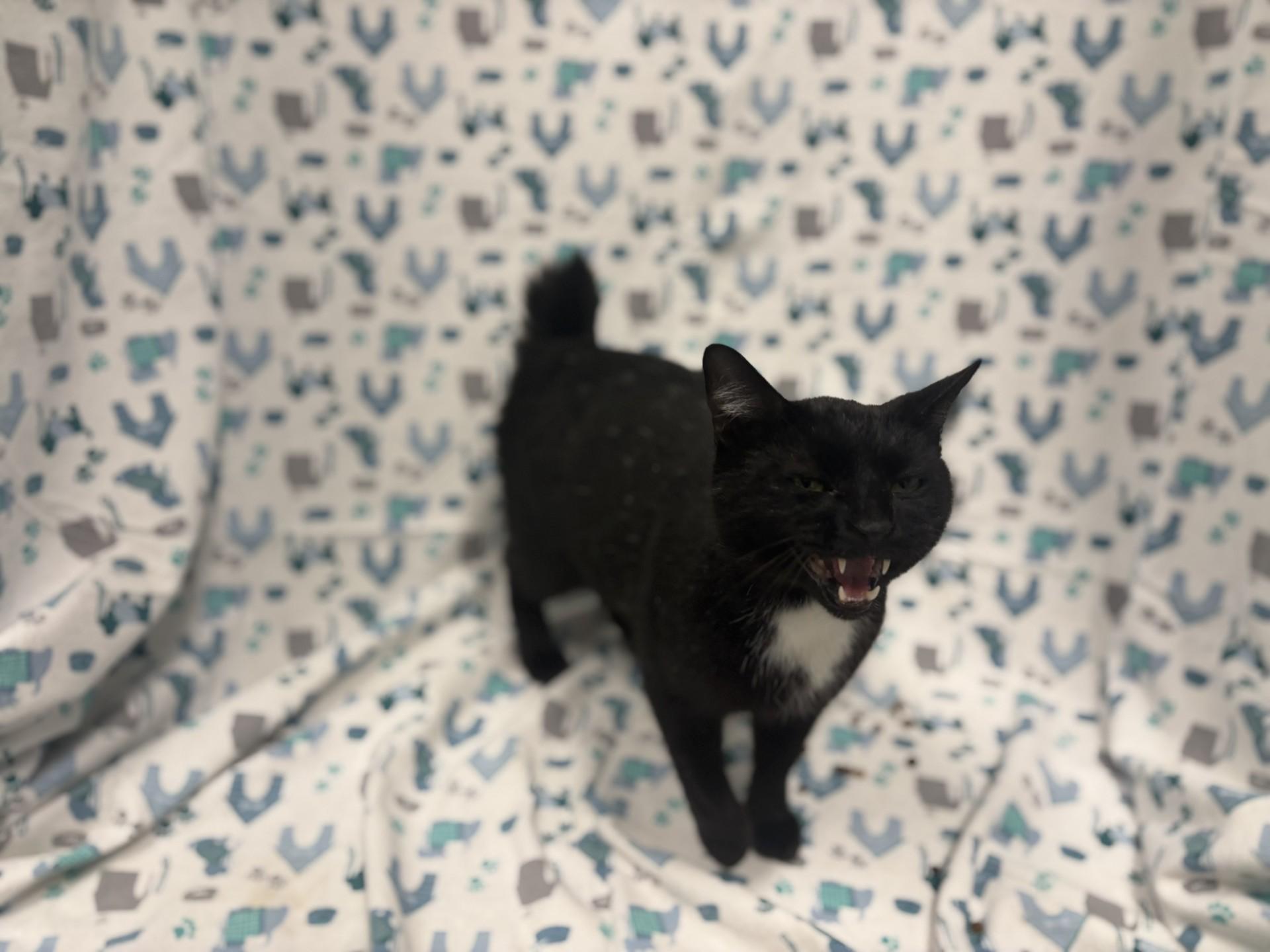 O'Hare, Adoptable, Young Male Domestic Short Hair.