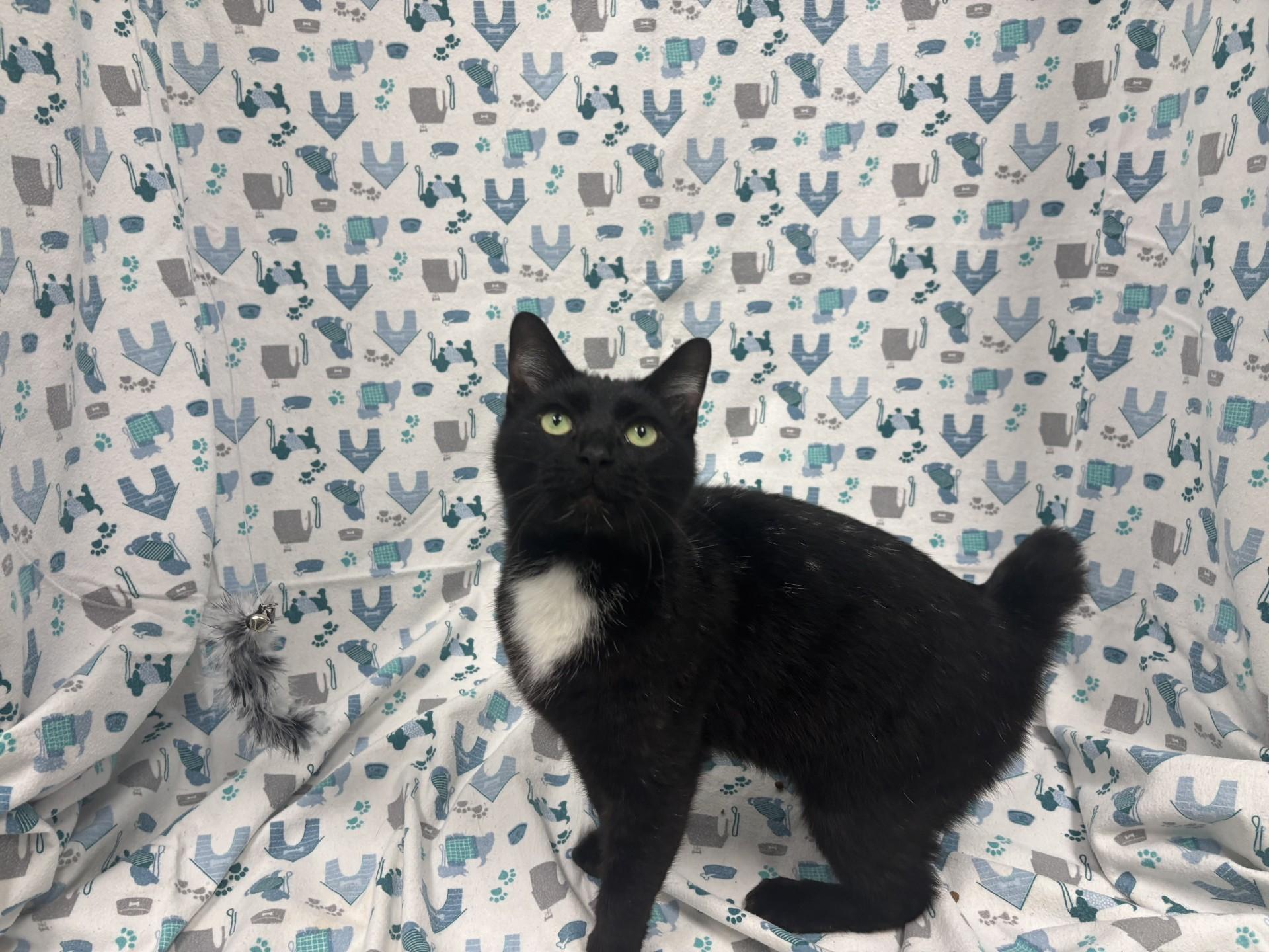 Enlarge O'Hare, a Adoptable mixed breed in Shepherdsville, KY image 4/4