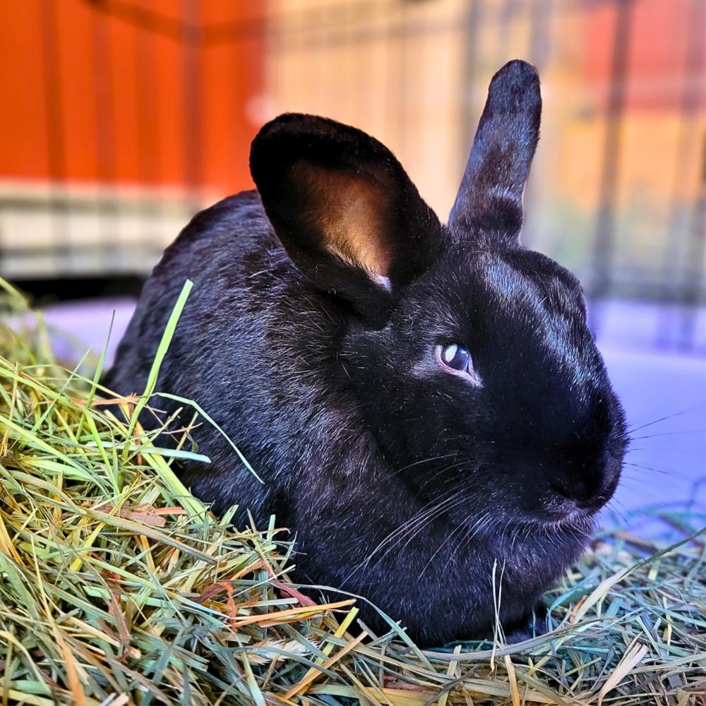 Enlarge Clover, a Adoptable mixed breed in Westford, MA image 1/6