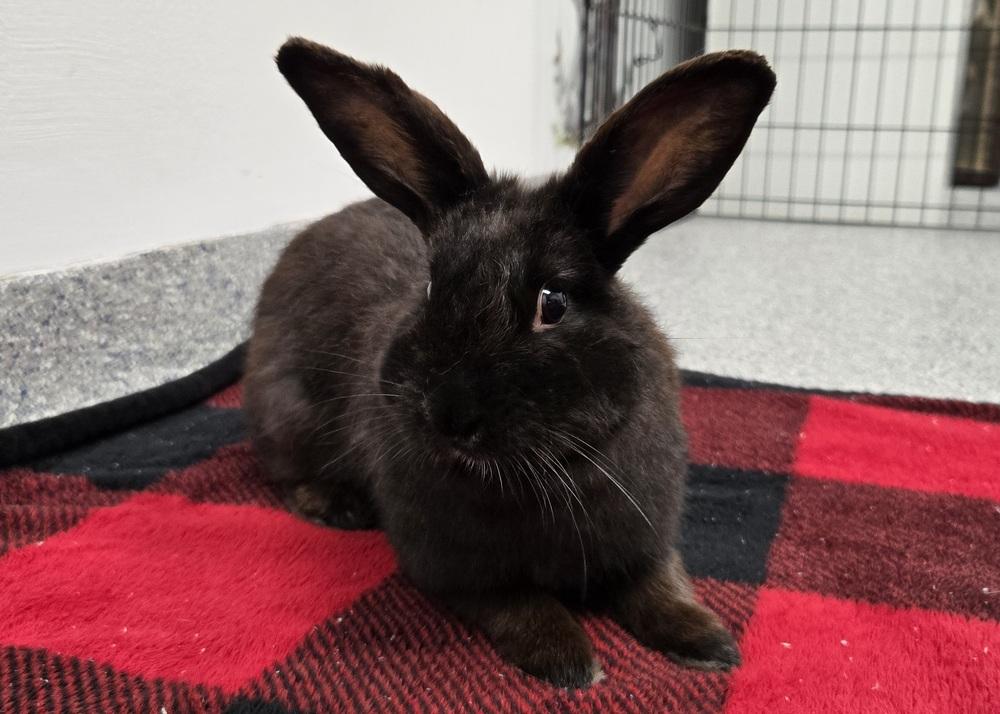 Enlarge Clover, a Adoptable mixed breed in Westford, MA image 3/6