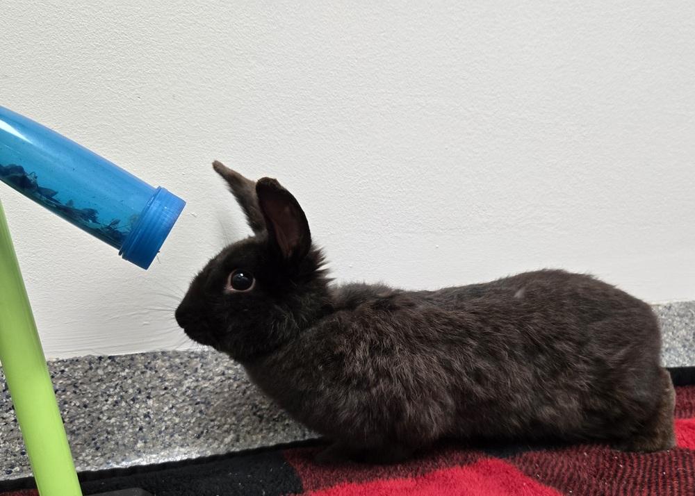 Enlarge Clover, a Adoptable mixed breed in Westford, MA image 4/6