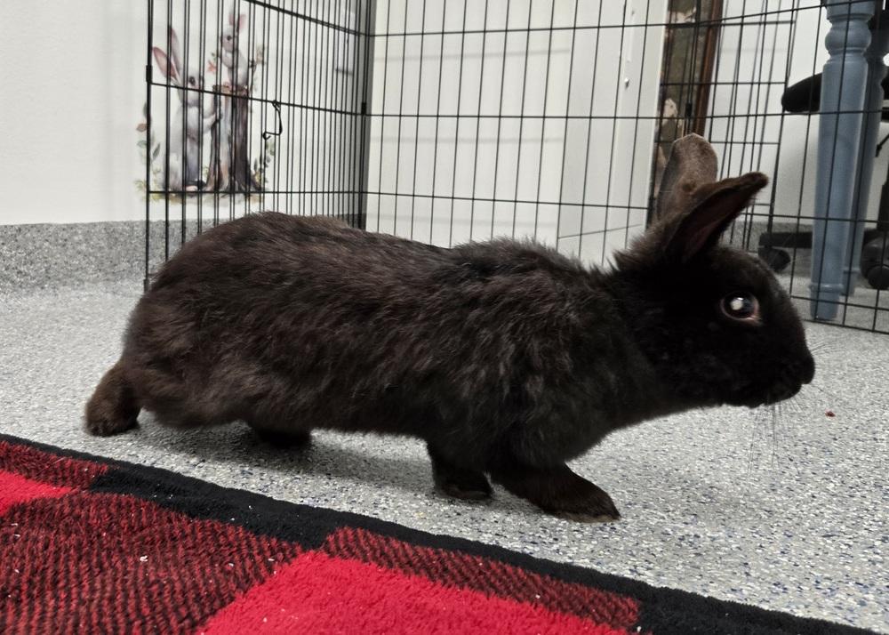 Enlarge Clover, a Adoptable mixed breed in Westford, MA image 5/6