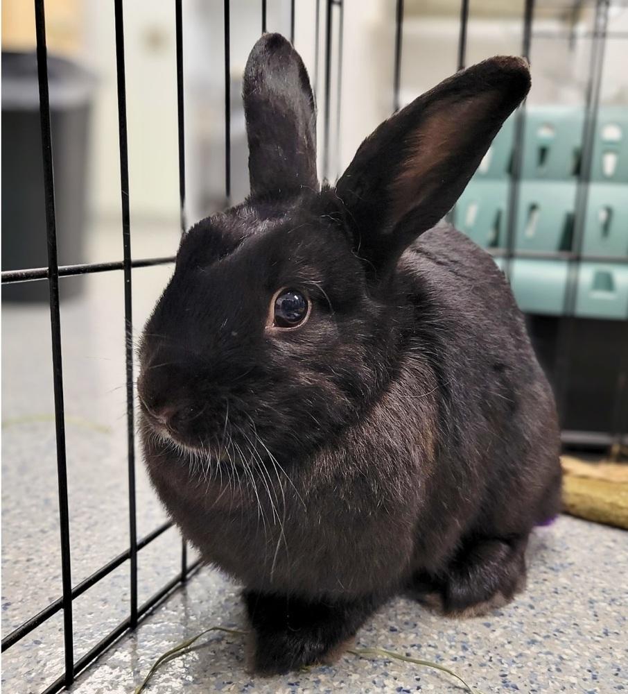 Enlarge Clover, a Adoptable mixed breed in Westford, MA image 6/6