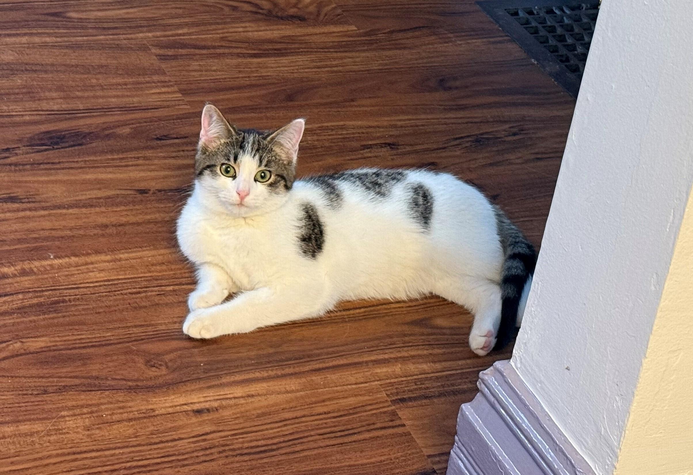 Sam, Adopted, Young Male Domestic Short Hair.