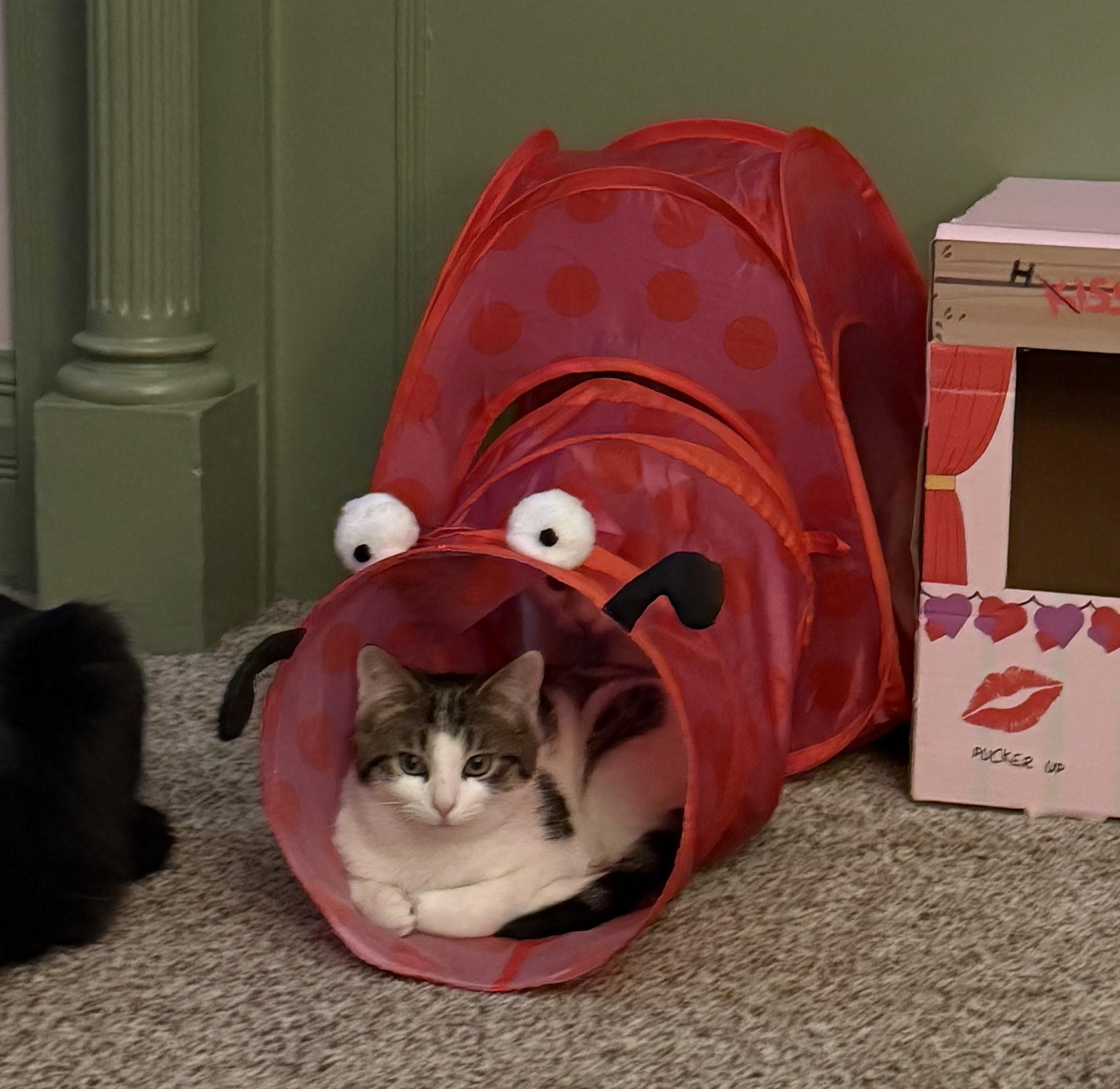 Sam, a Adopted Domestic Short Hair in Bethel Park, PA image 2/6