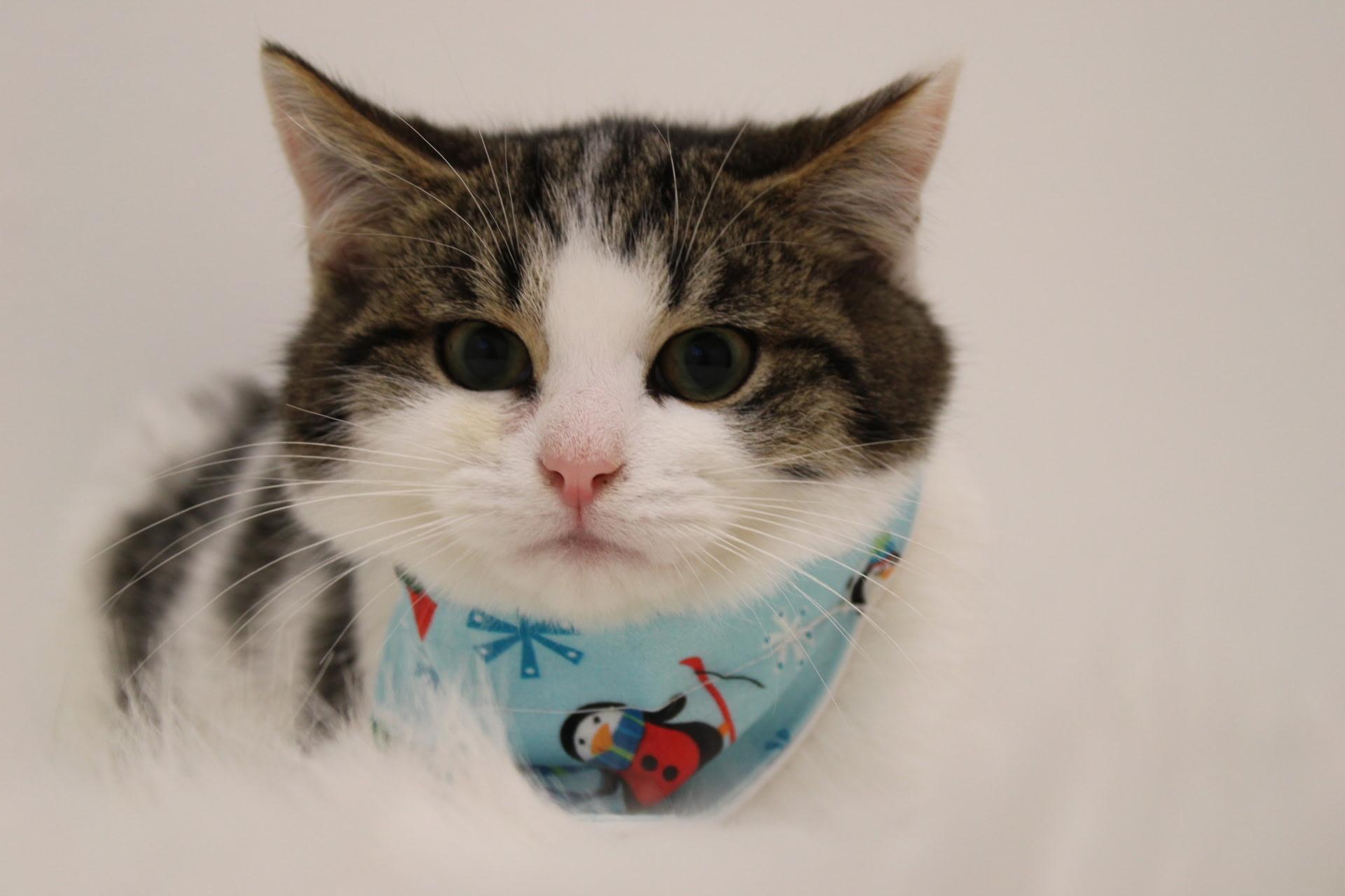 Sam, a Adopted Domestic Short Hair in Bethel Park, PA image 3/6