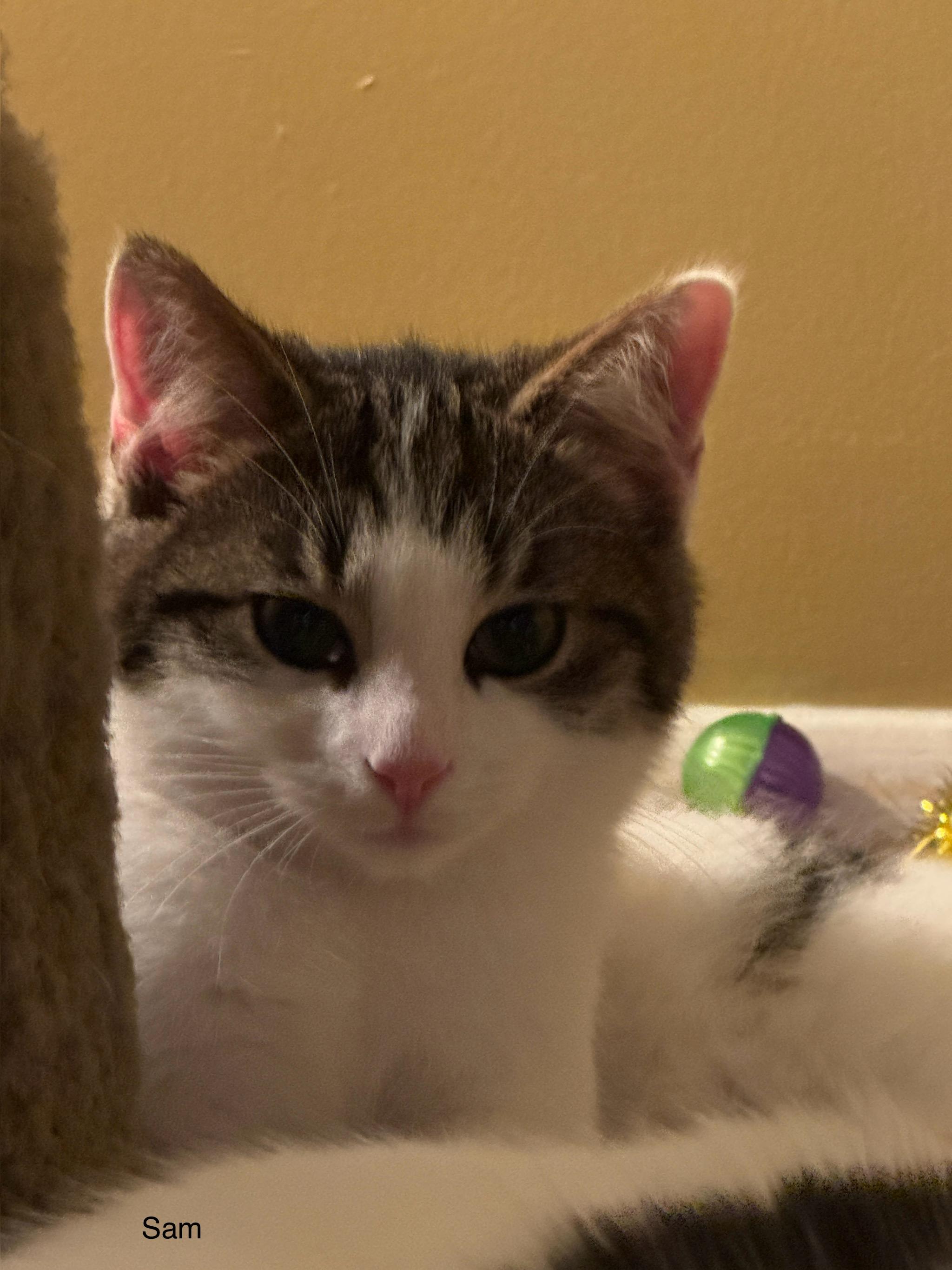 Sam, a Adopted Domestic Short Hair in Bethel Park, PA image 5/6