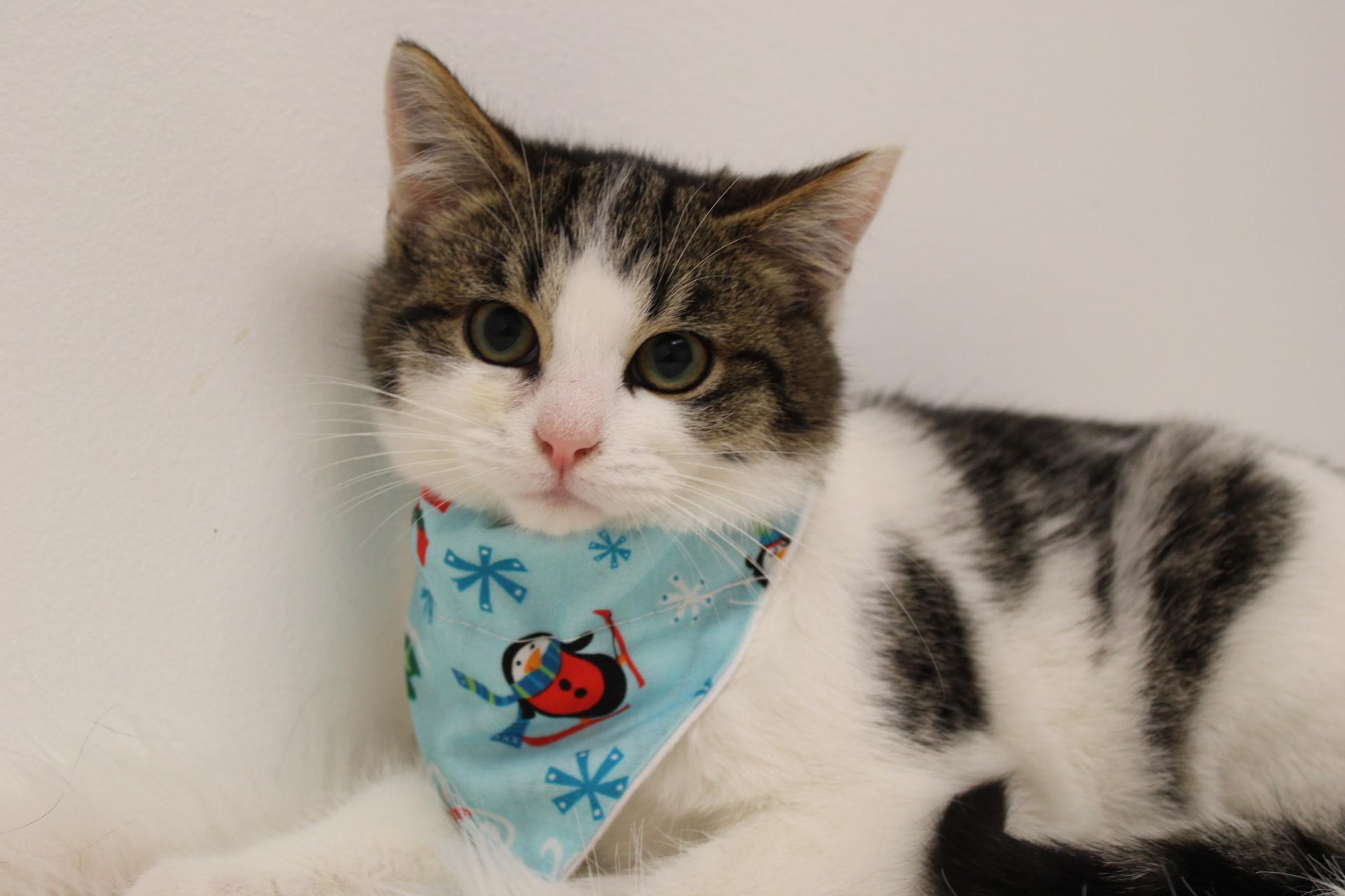 Sam, a Adopted Domestic Short Hair in Bethel Park, PA image 6/6