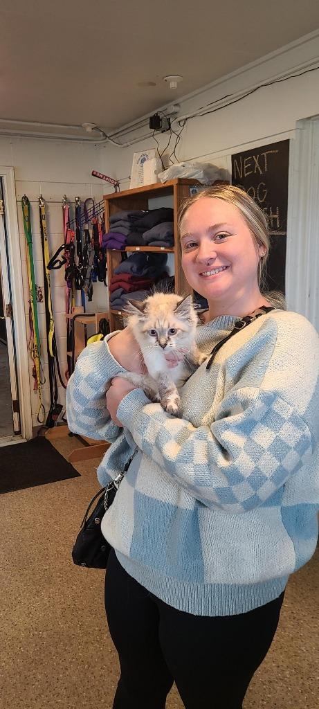 Enlarge Sophie Cunningham, a Adopted Ragdoll in Gold Beach, OR image 1/3