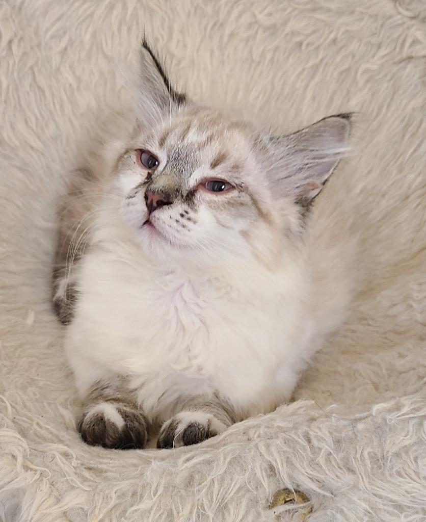 Enlarge Sophie Cunningham, a Adopted Ragdoll in Gold Beach, OR image 2/3