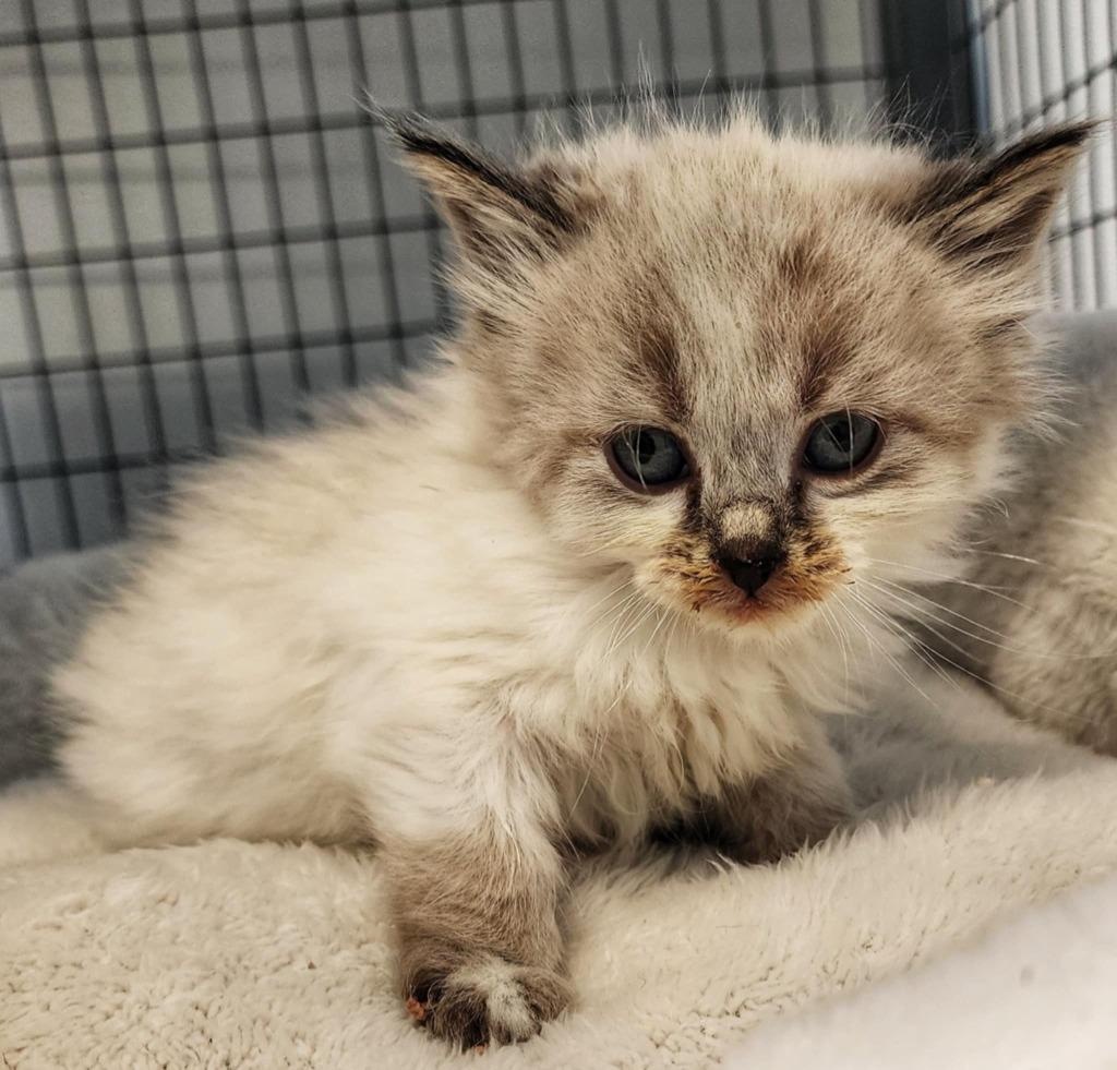 Enlarge Sophie Cunningham, a Adopted Ragdoll in Gold Beach, OR image 3/3