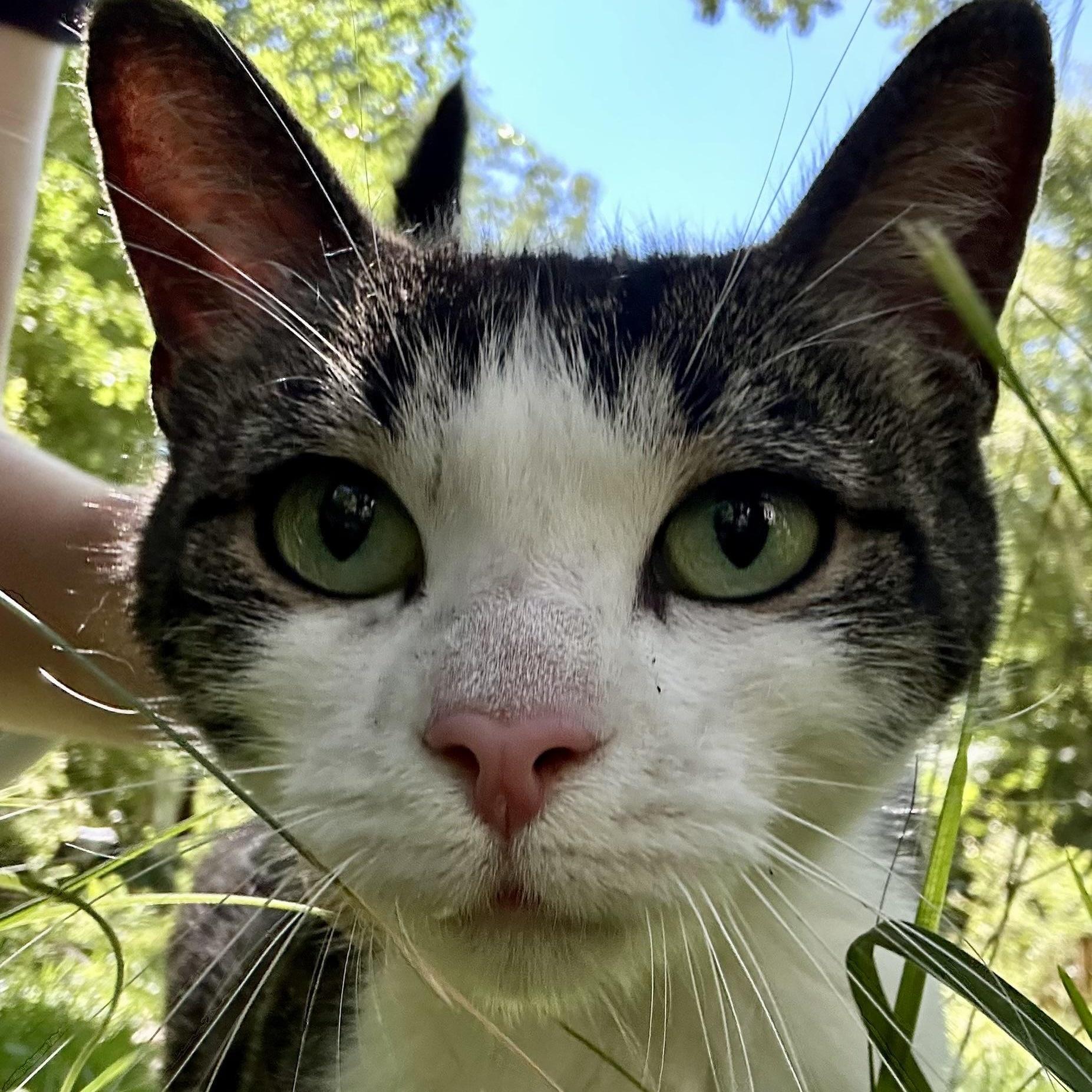 Enlarge Merrill Courtesy Listing, a Adoptable Domestic Short Hair in Midland, MI image 2/5