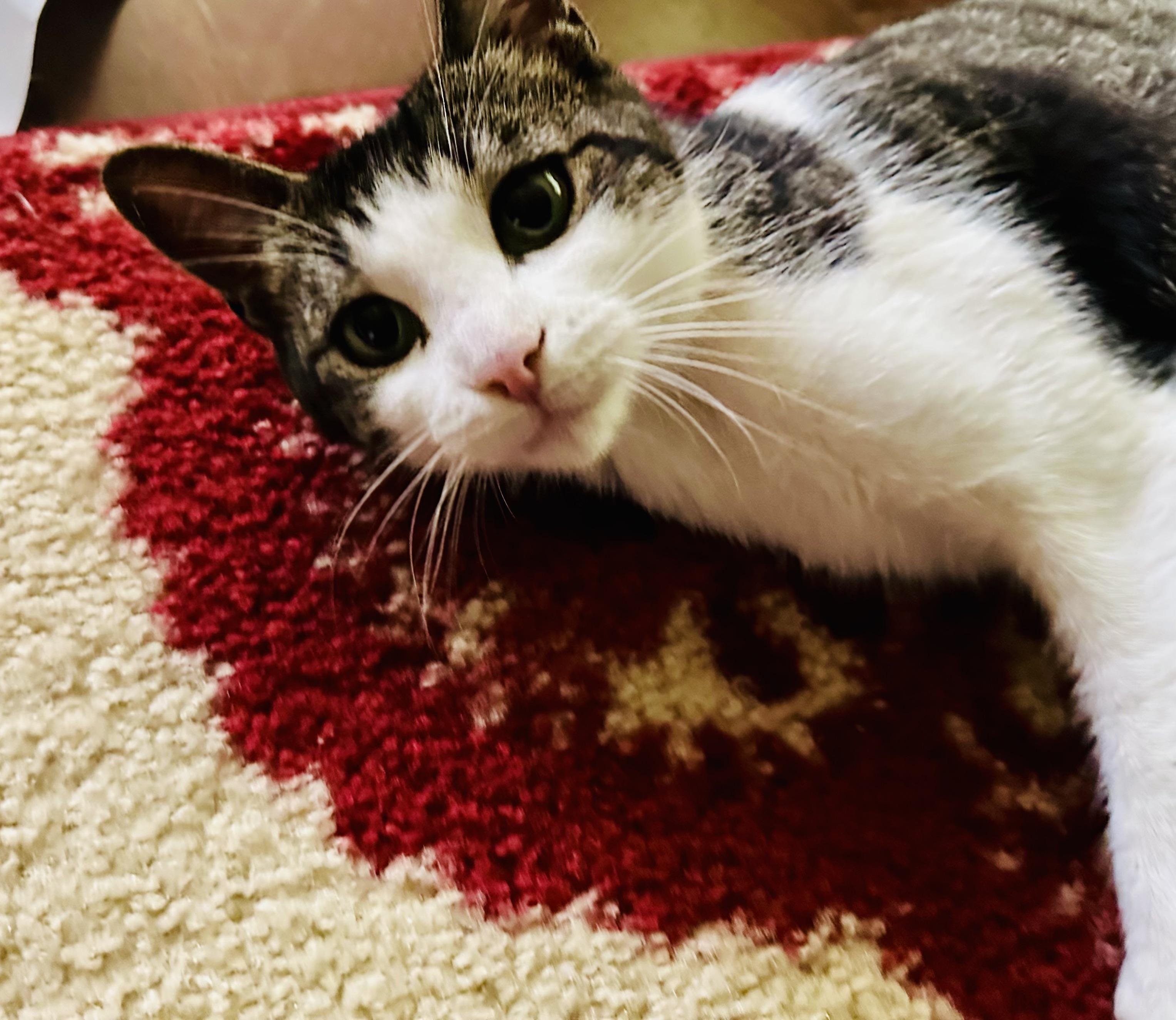 Enlarge Merrill Courtesy Listing, a Adoptable Domestic Short Hair in Midland, MI image 3/5